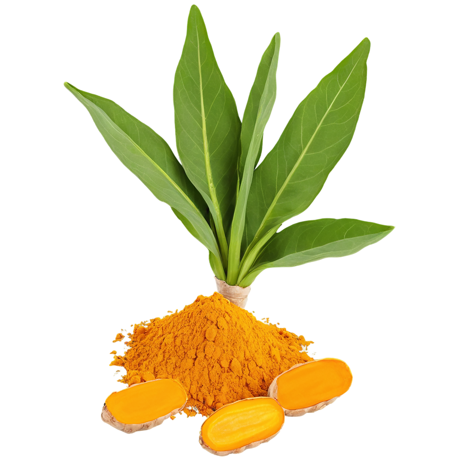 Turmeric spices isolated on transparent background #9981