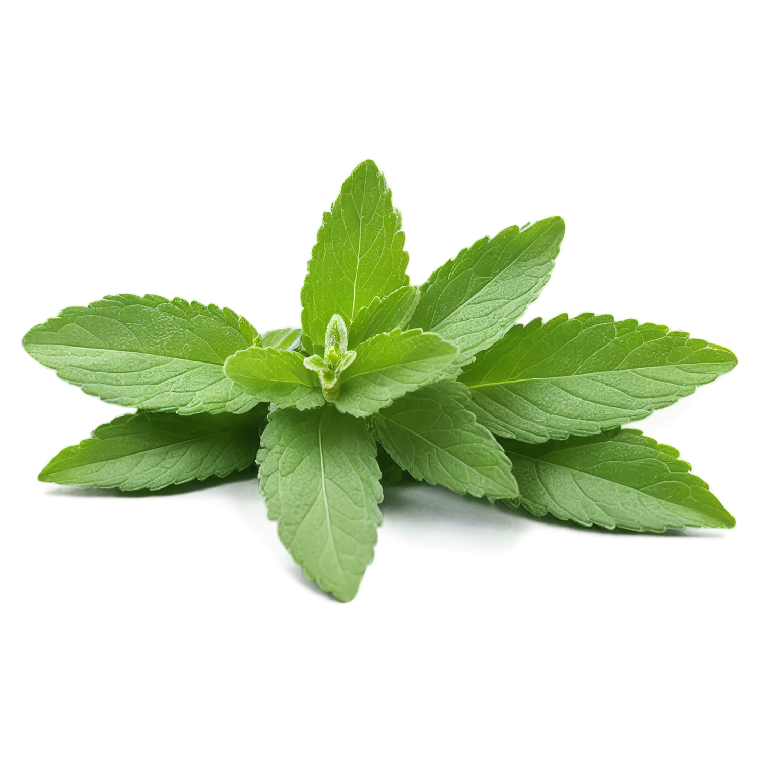 Stevia sweeteners isolated on transparent background #10349