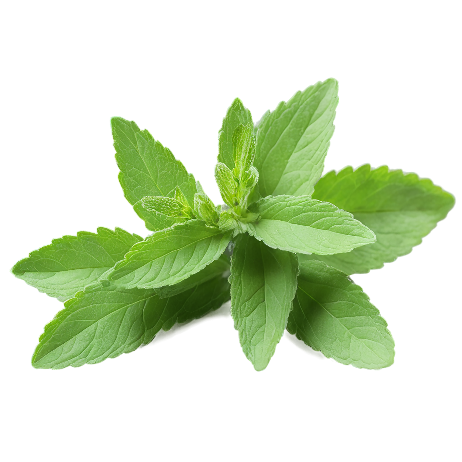 Stevia sweeteners isolated on transparent background #10355