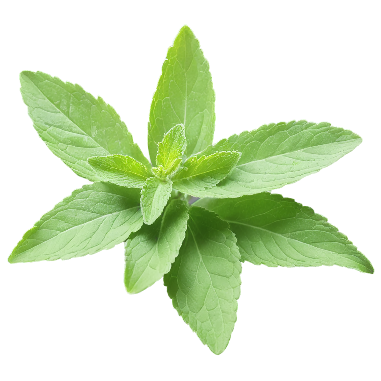Stevia sweeteners isolated on transparent background #10358