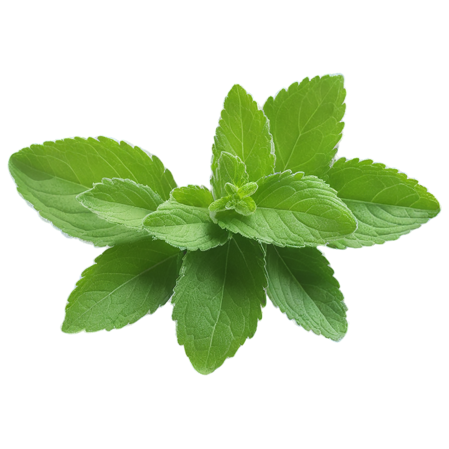 Stevia sweeteners isolated on transparent background #10360