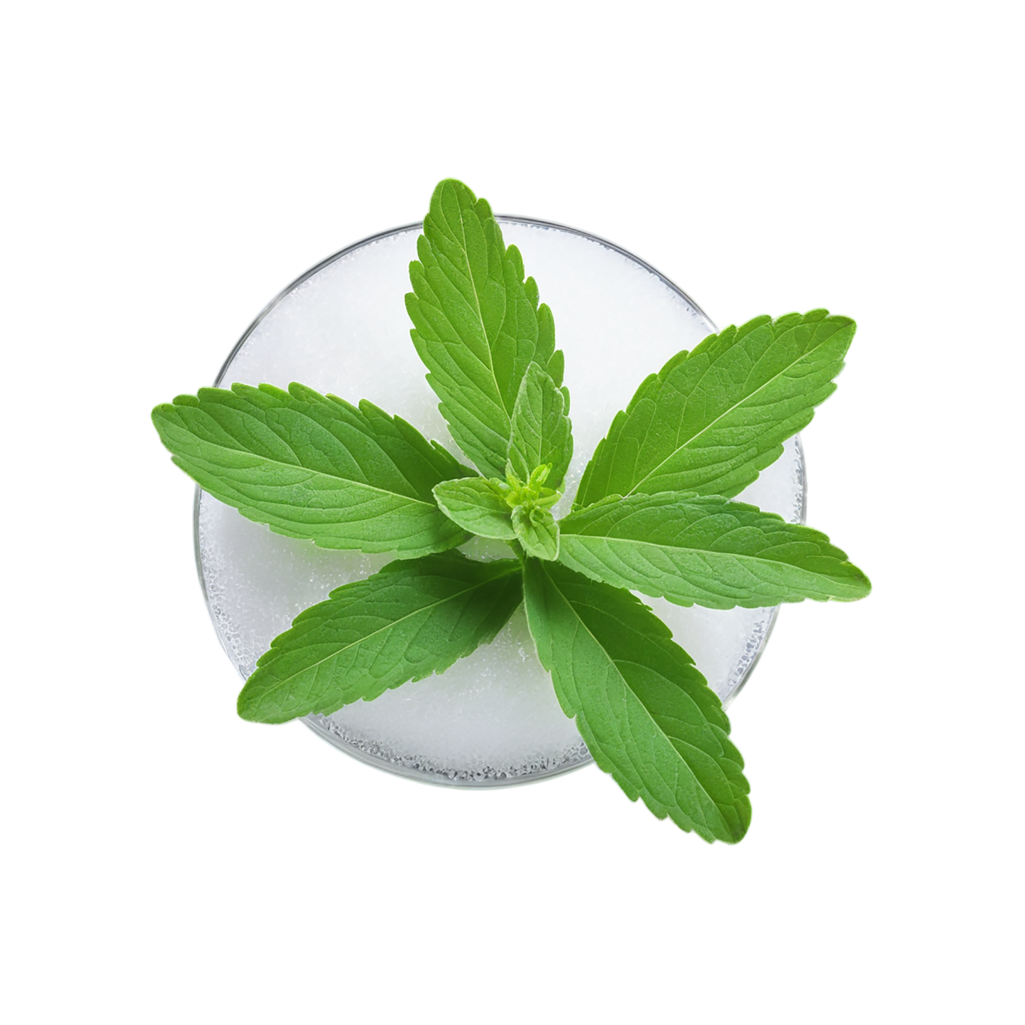 Stevia sweeteners isolated on transparent background #10362