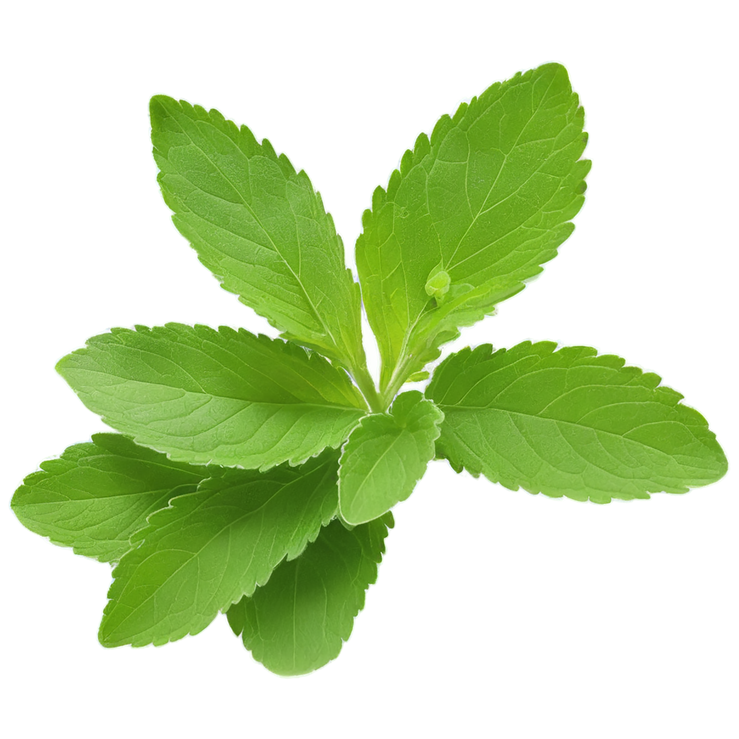 Stevia sweeteners isolated on transparent background #10364