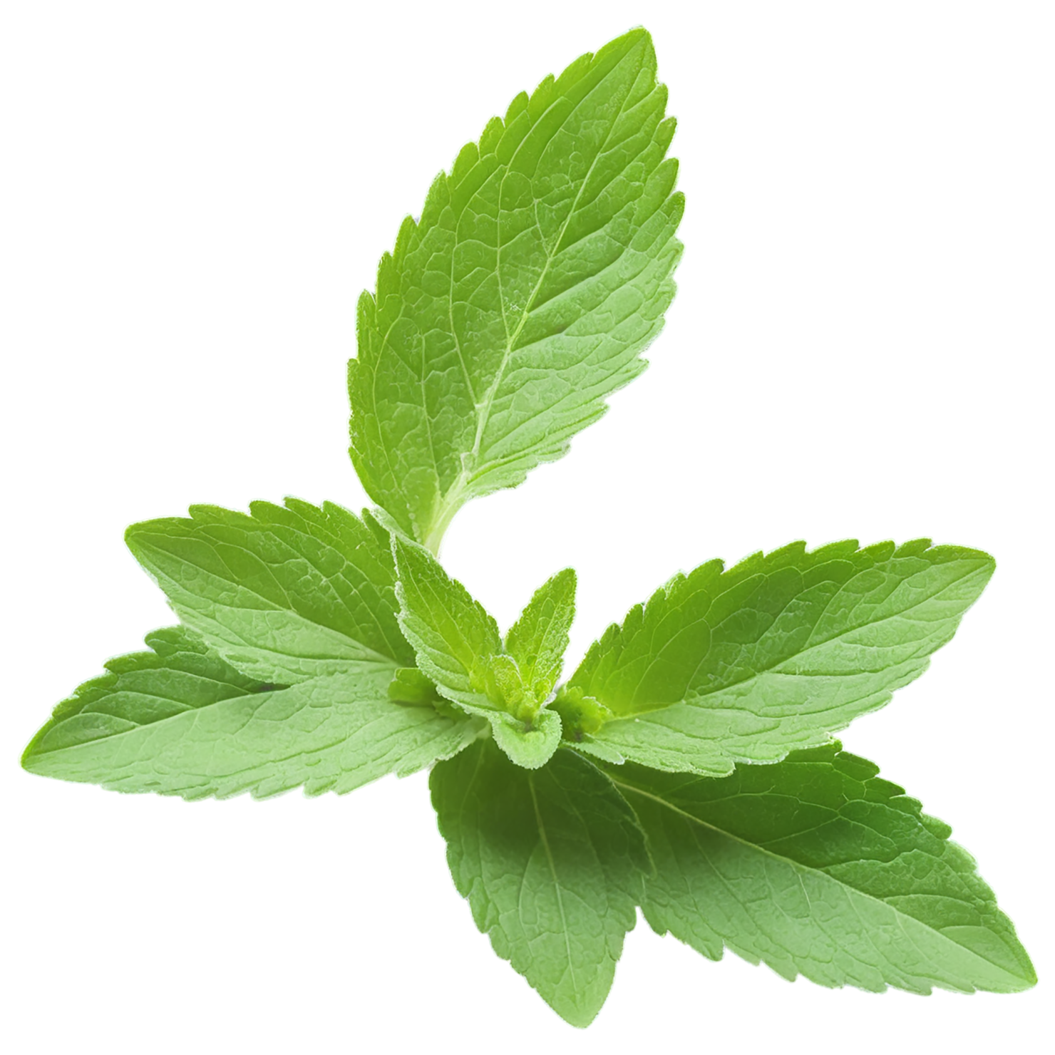 Stevia sweeteners isolated on transparent background #10366