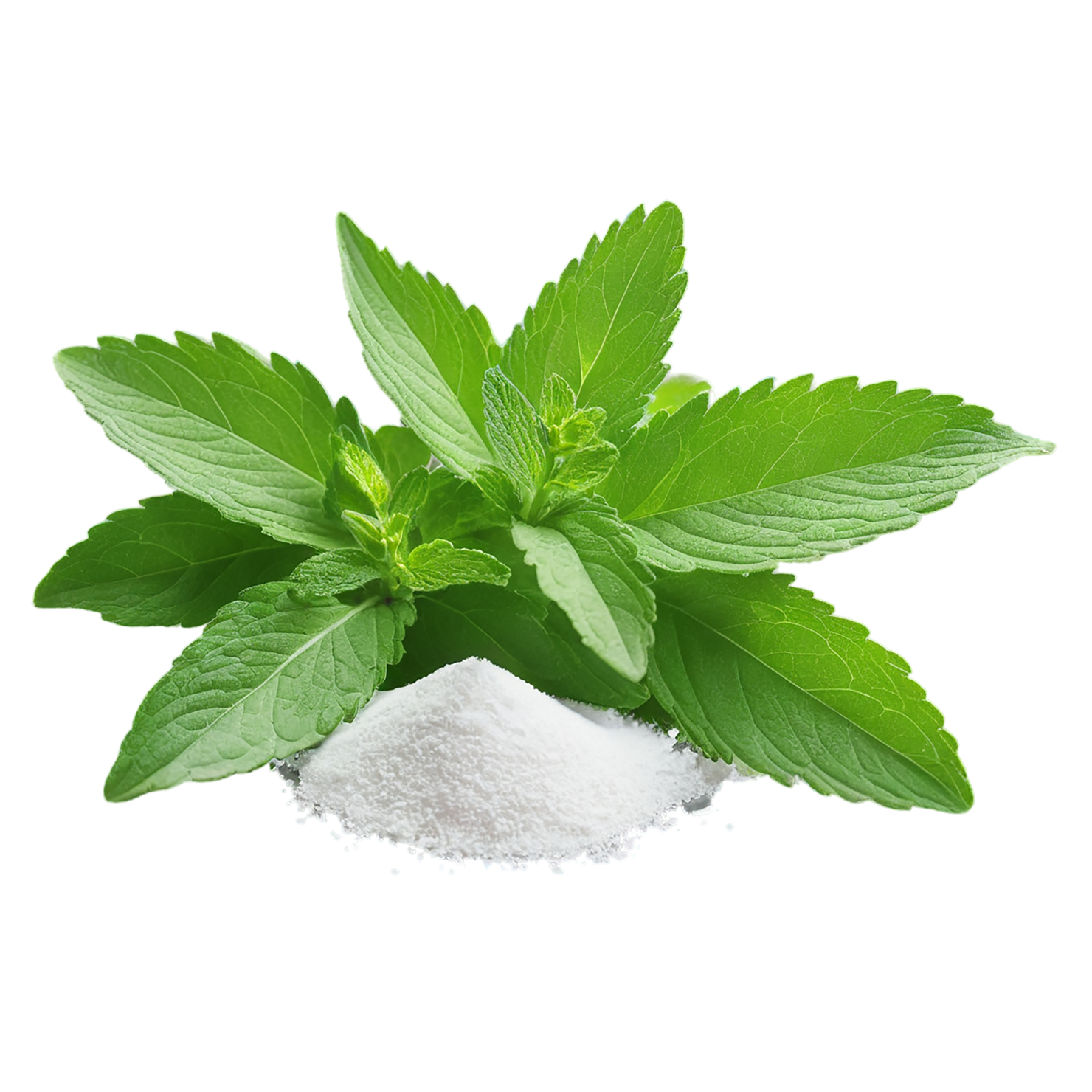 Stevia sweeteners isolated on transparent background #10371