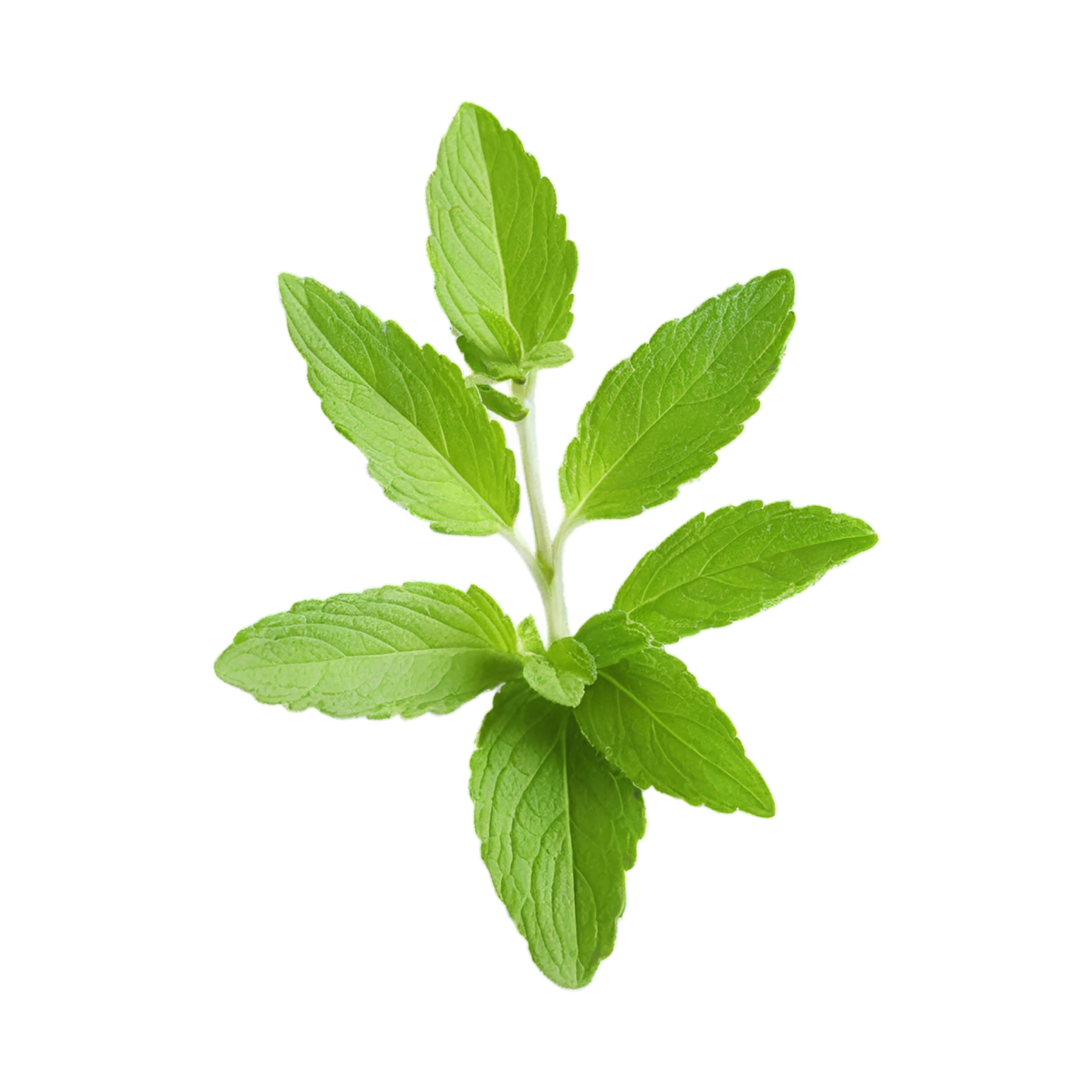 Stevia sweeteners isolated on transparent background #10373