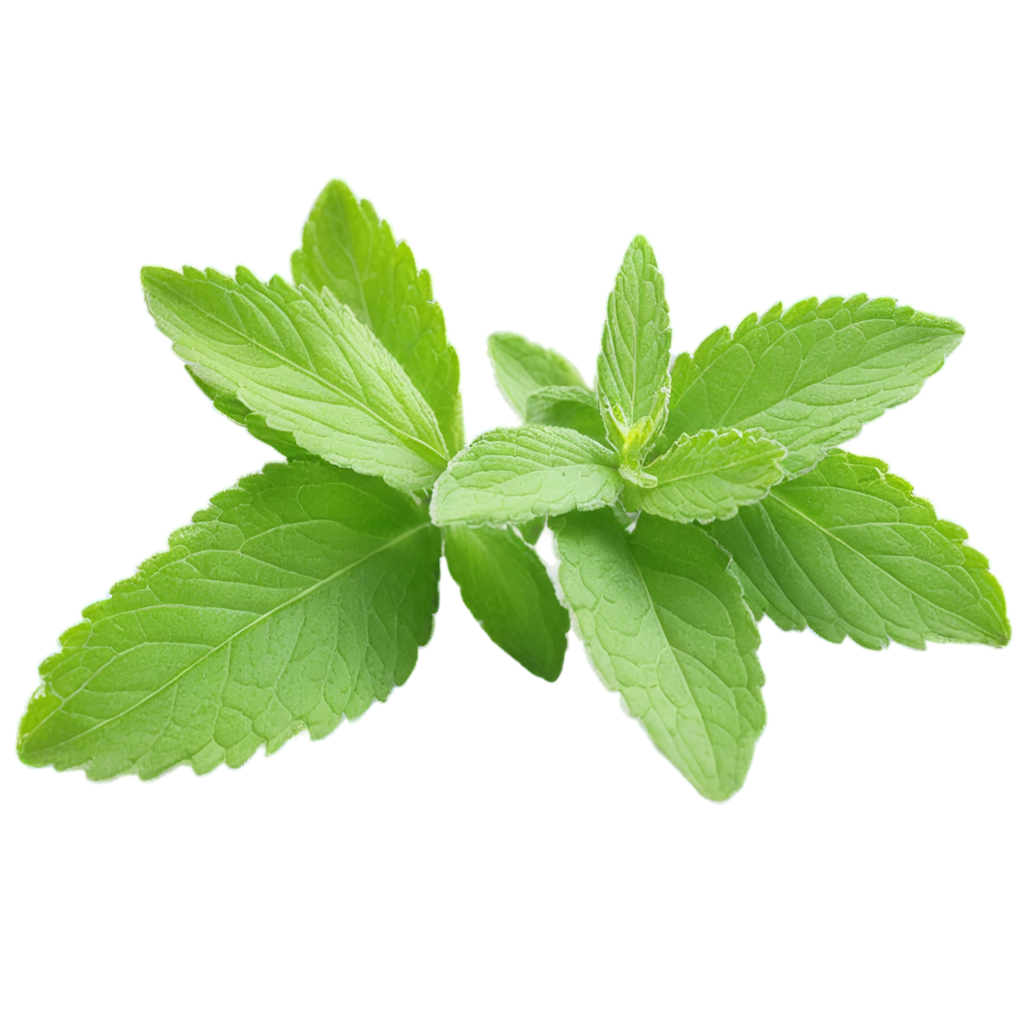 Stevia sweeteners isolated on transparent background #10377