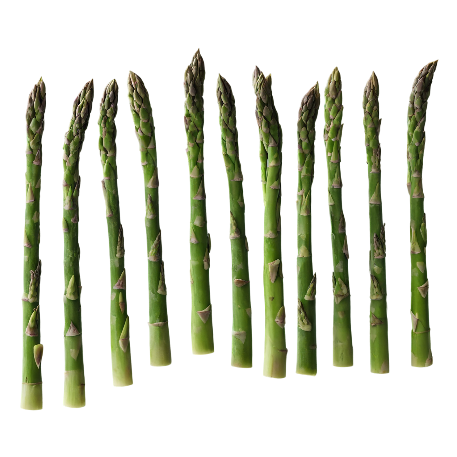 Asparagus vegetables isolated on transparent background #10470