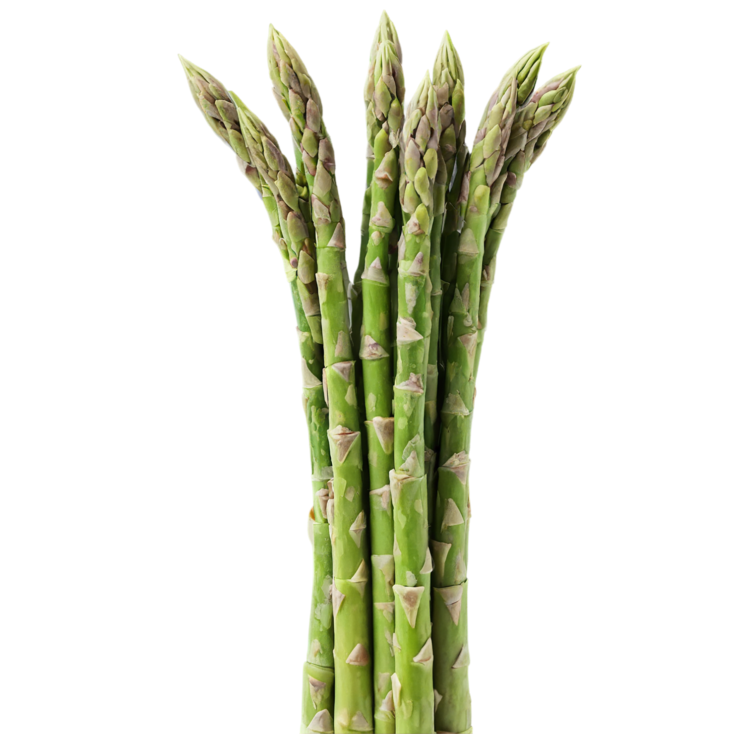 Asparagus vegetables isolated on transparent background #10473