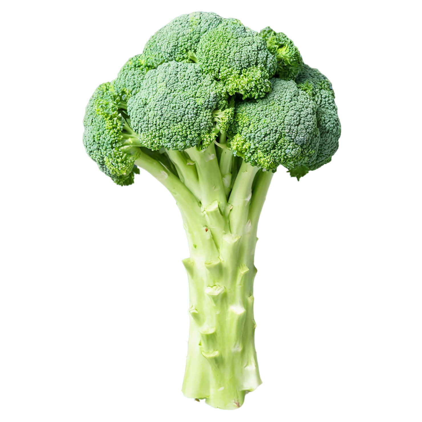 Broccoli vegetables isolated on transparent background #10663