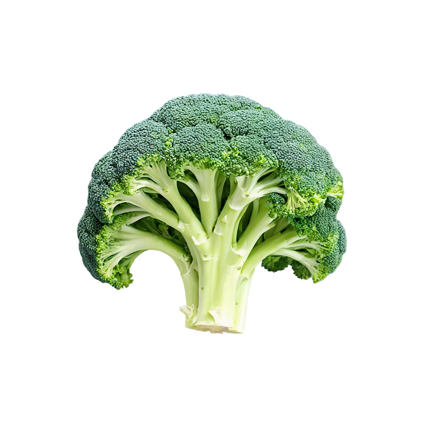 Broccoli vegetables isolated on transparent background #10683