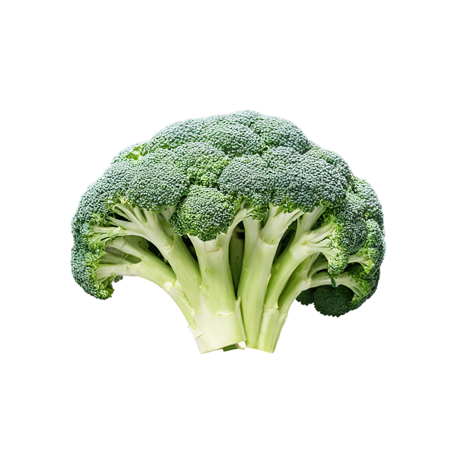 Broccoli vegetables isolated on transparent background #10697