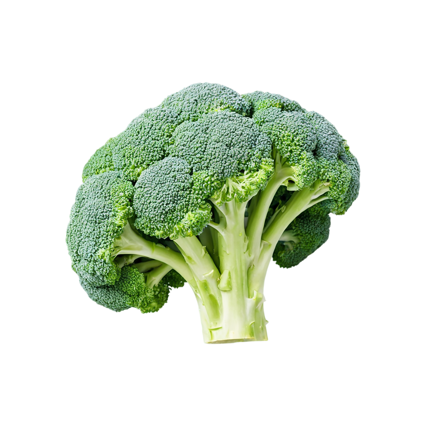 Broccoli vegetables isolated on transparent background #10702