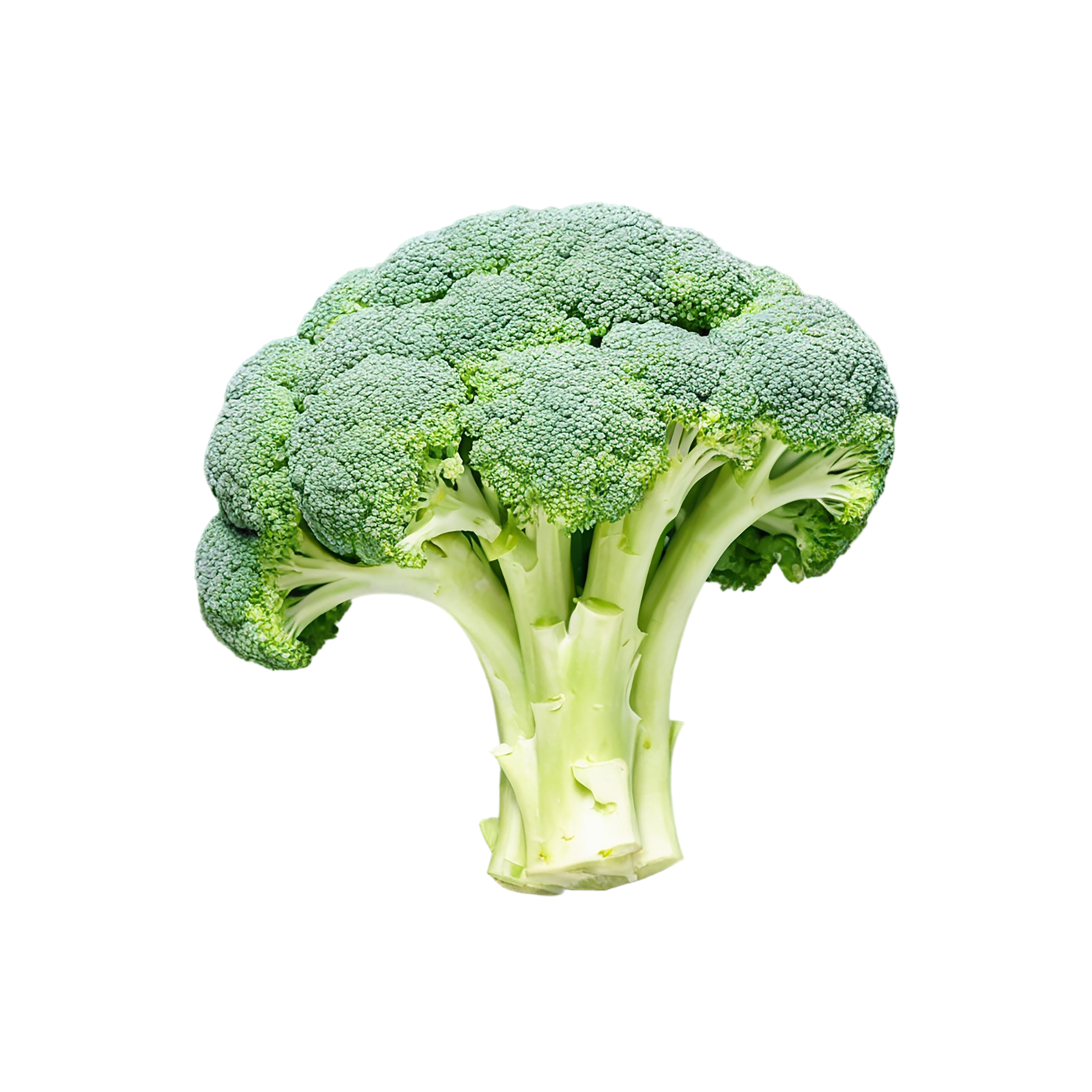 Broccoli vegetables isolated on transparent background #10707