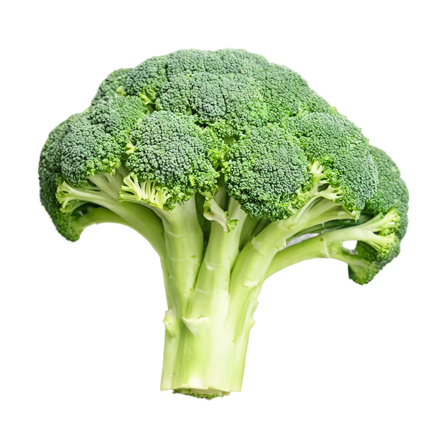 Broccoli vegetables isolated on transparent background #10711