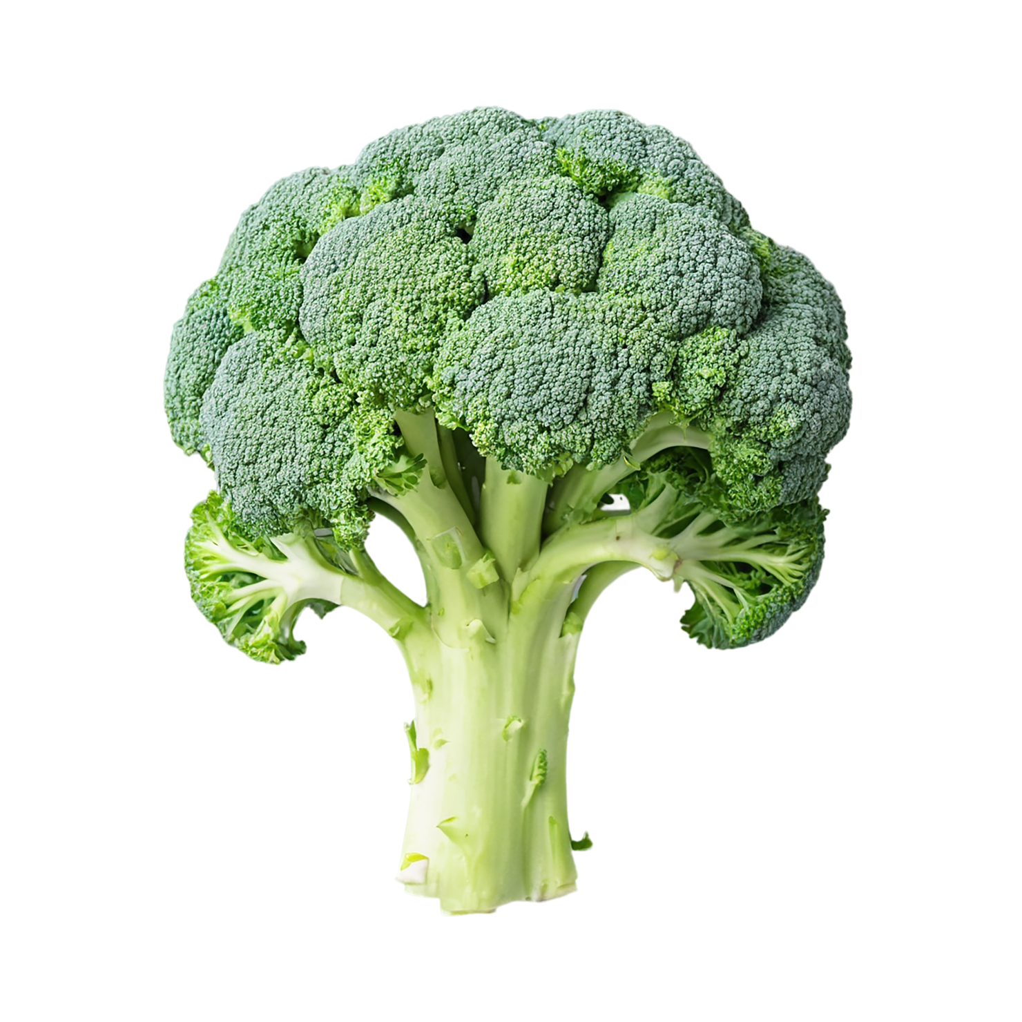 Broccoli vegetables isolated on transparent background #10731