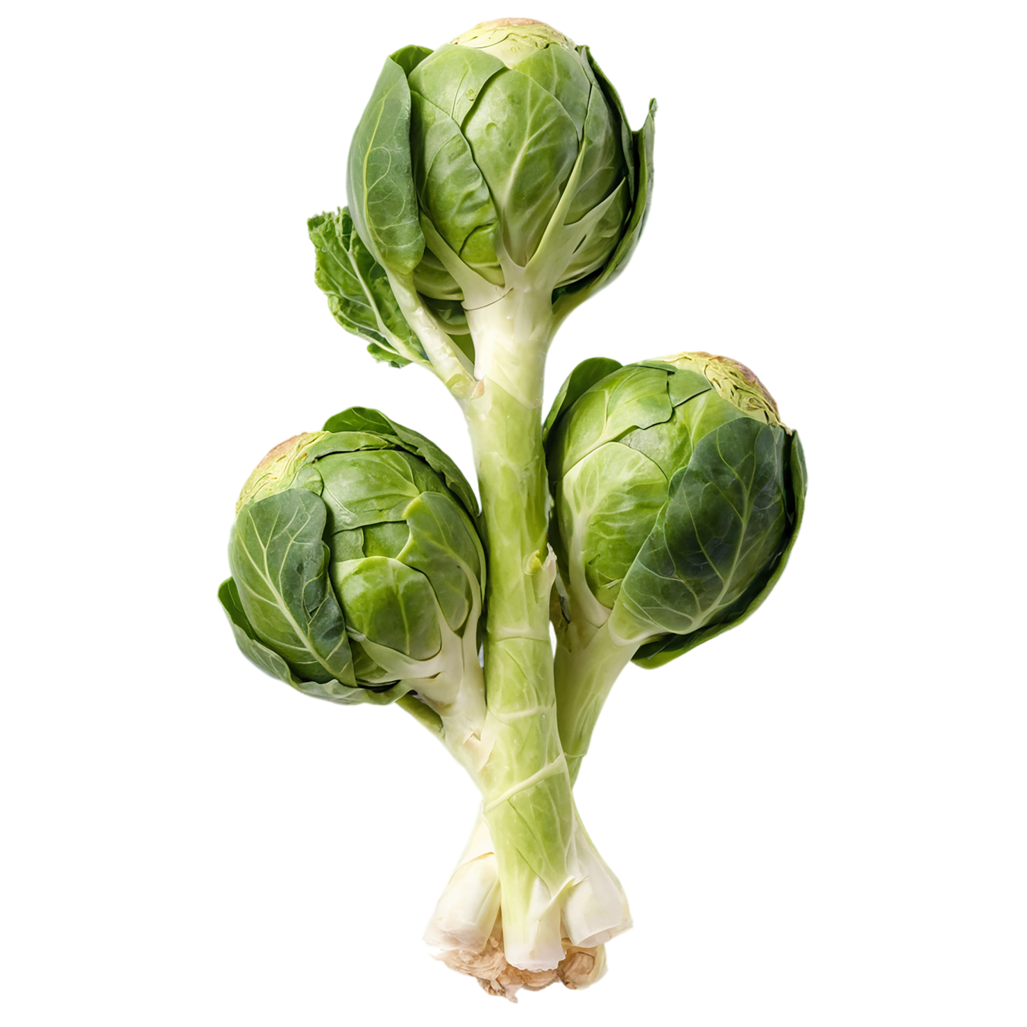 Brussels sprouts vegetables isolated on transparent background #10775