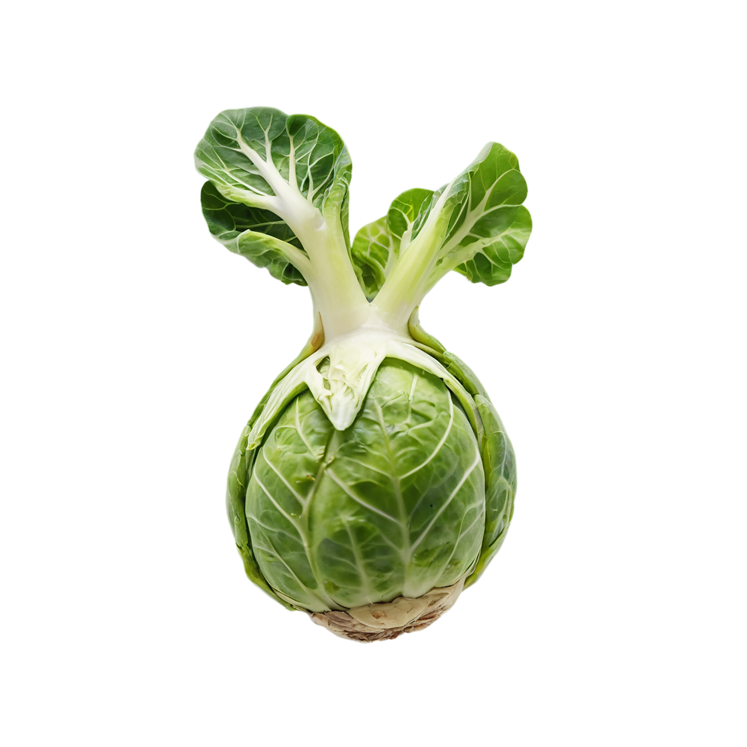 Brussels sprouts vegetables isolated on transparent background #10790