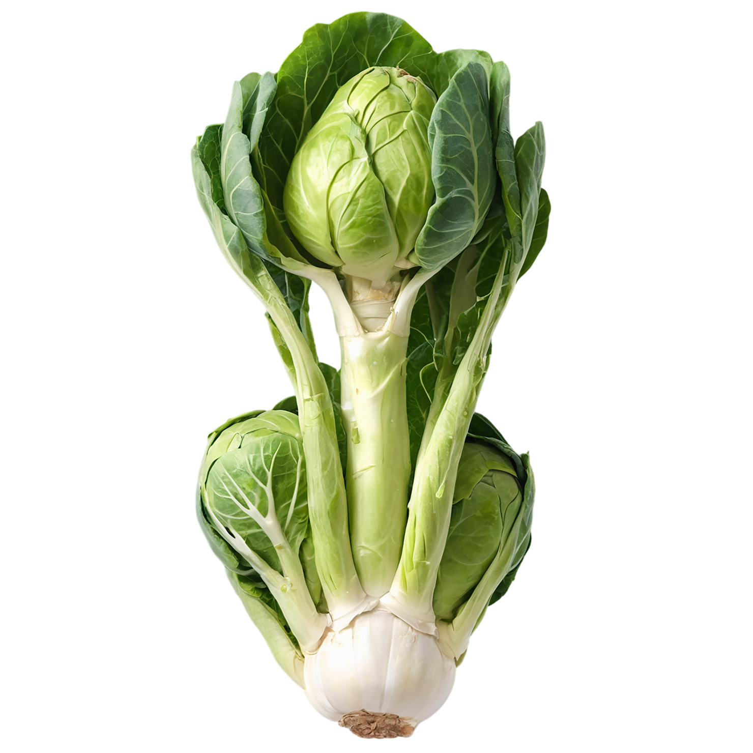 Brussels sprouts vegetables isolated on transparent background #10813
