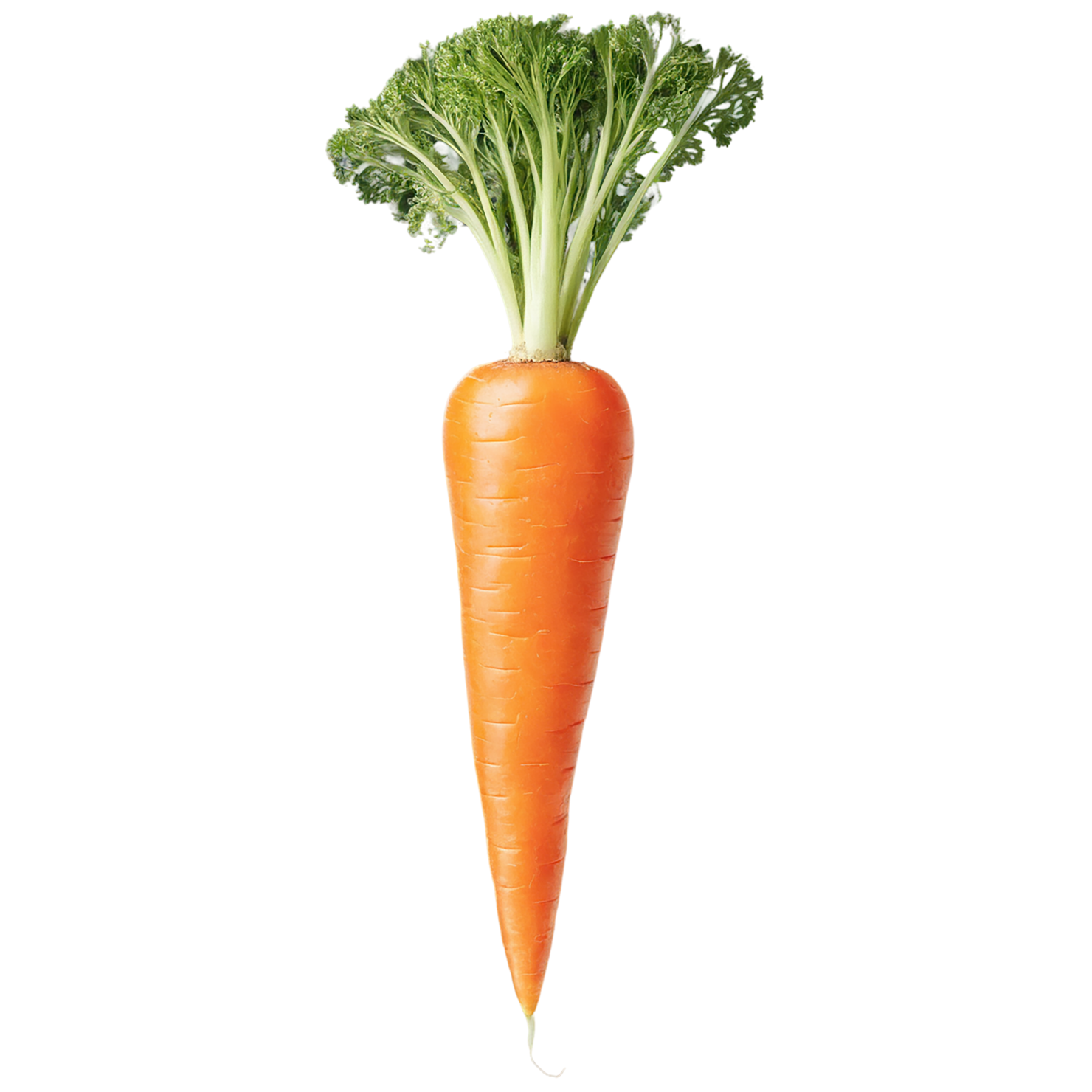 Carrot vegetables isolated on transparent background #10862