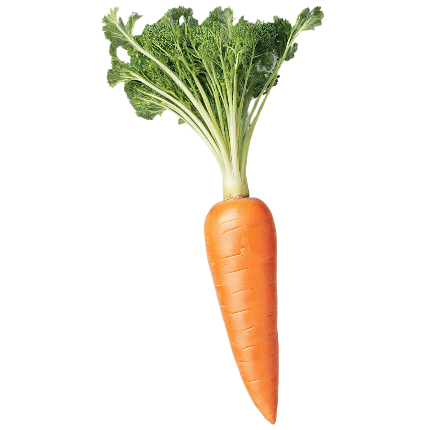 Carrot vegetables isolated on transparent background #10864
