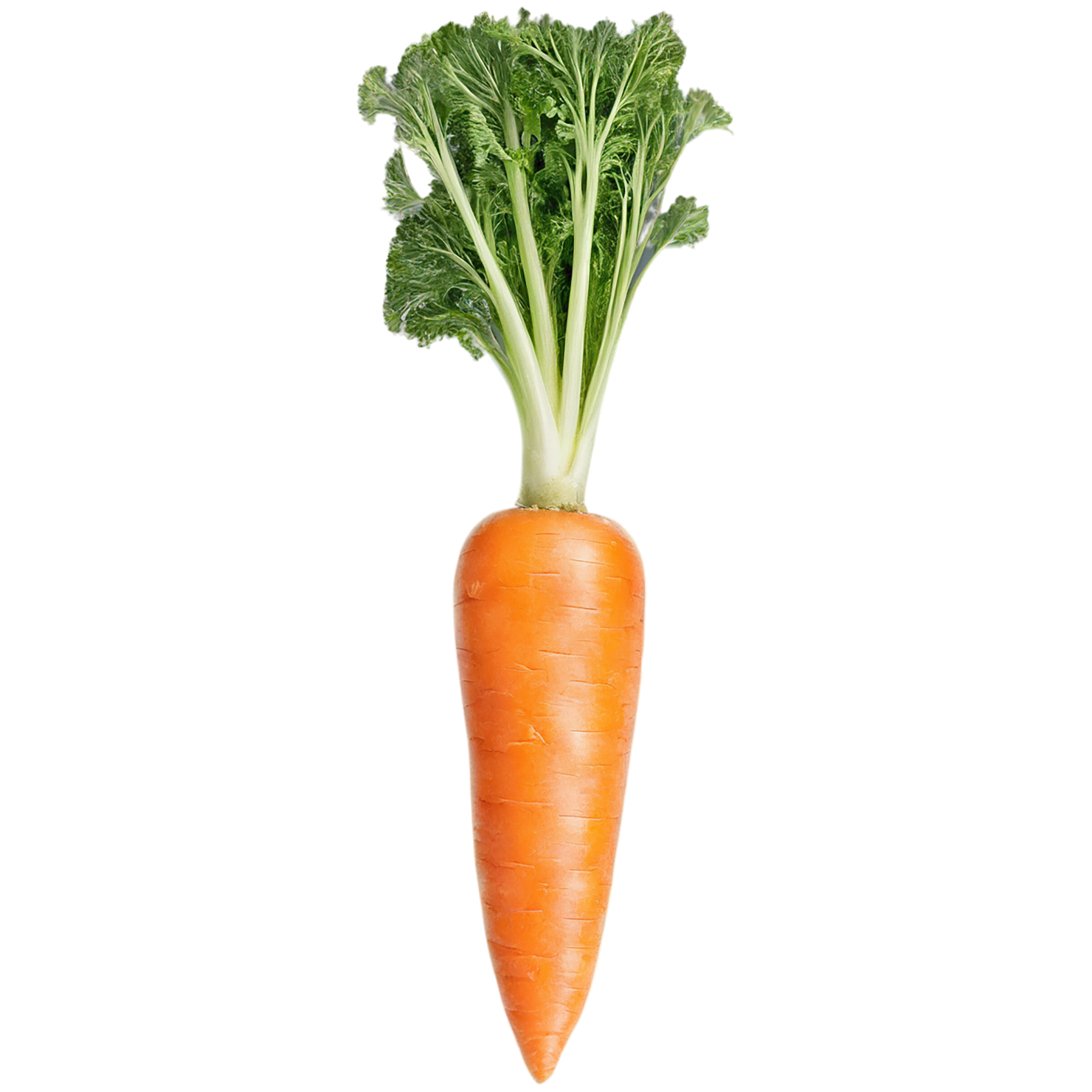 Carrot vegetables isolated on transparent background #10866