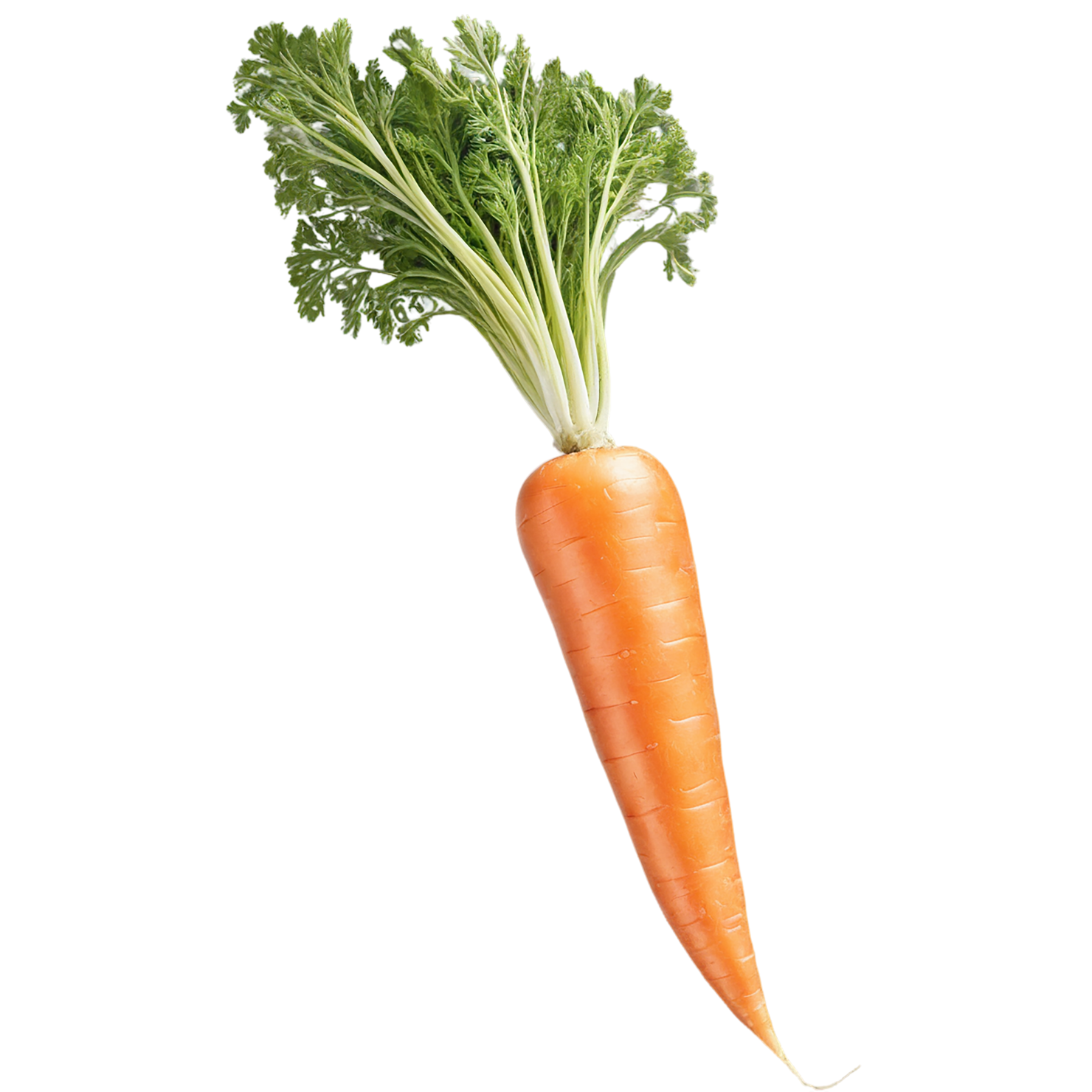 Carrot vegetables isolated on transparent background #10875