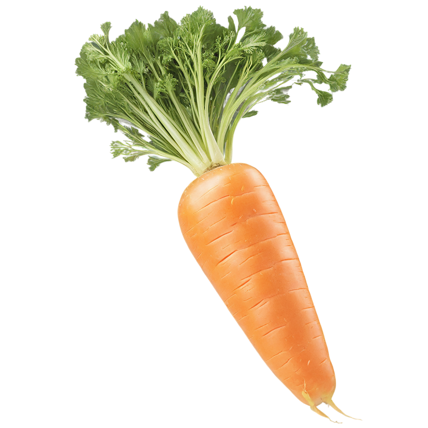 Carrot vegetables isolated on transparent background #10884