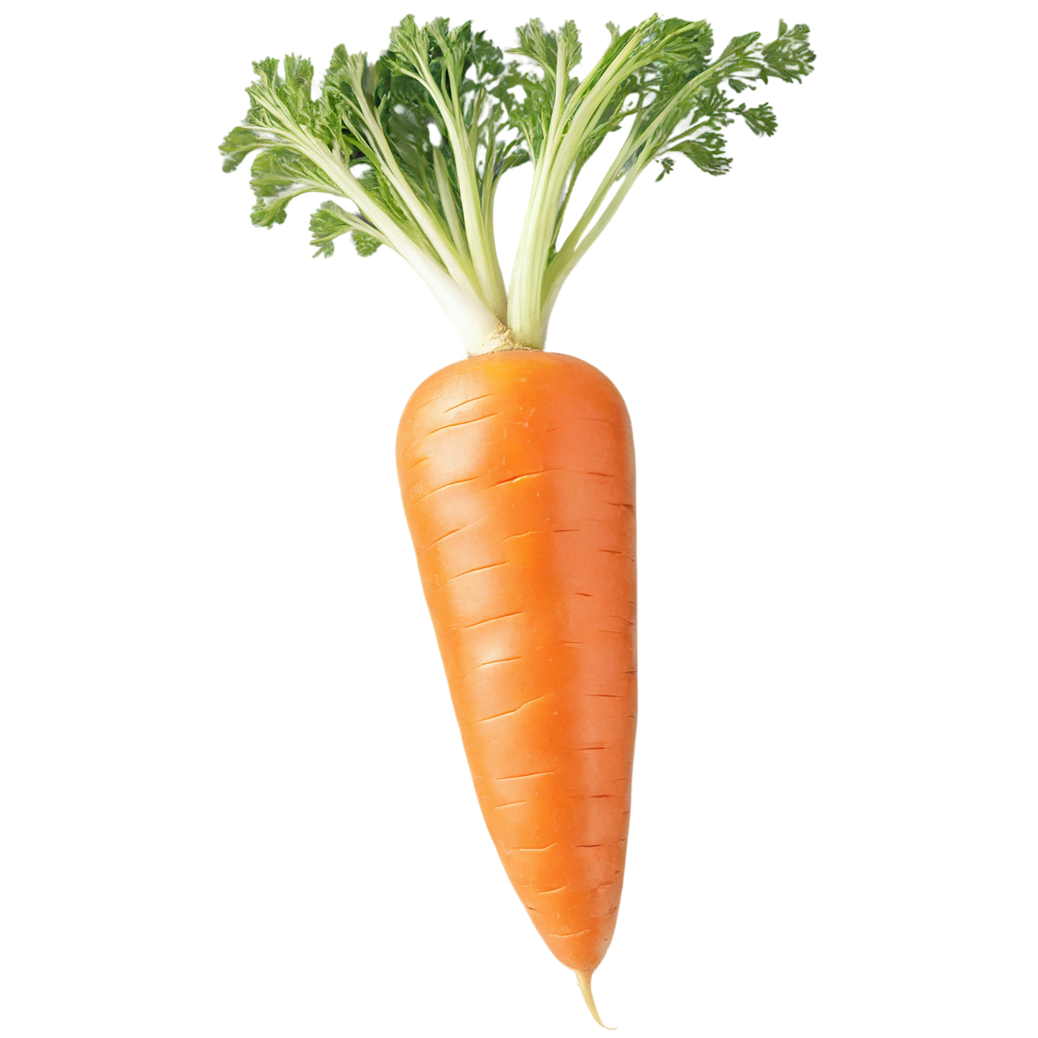 Carrot vegetables isolated on transparent background #10886