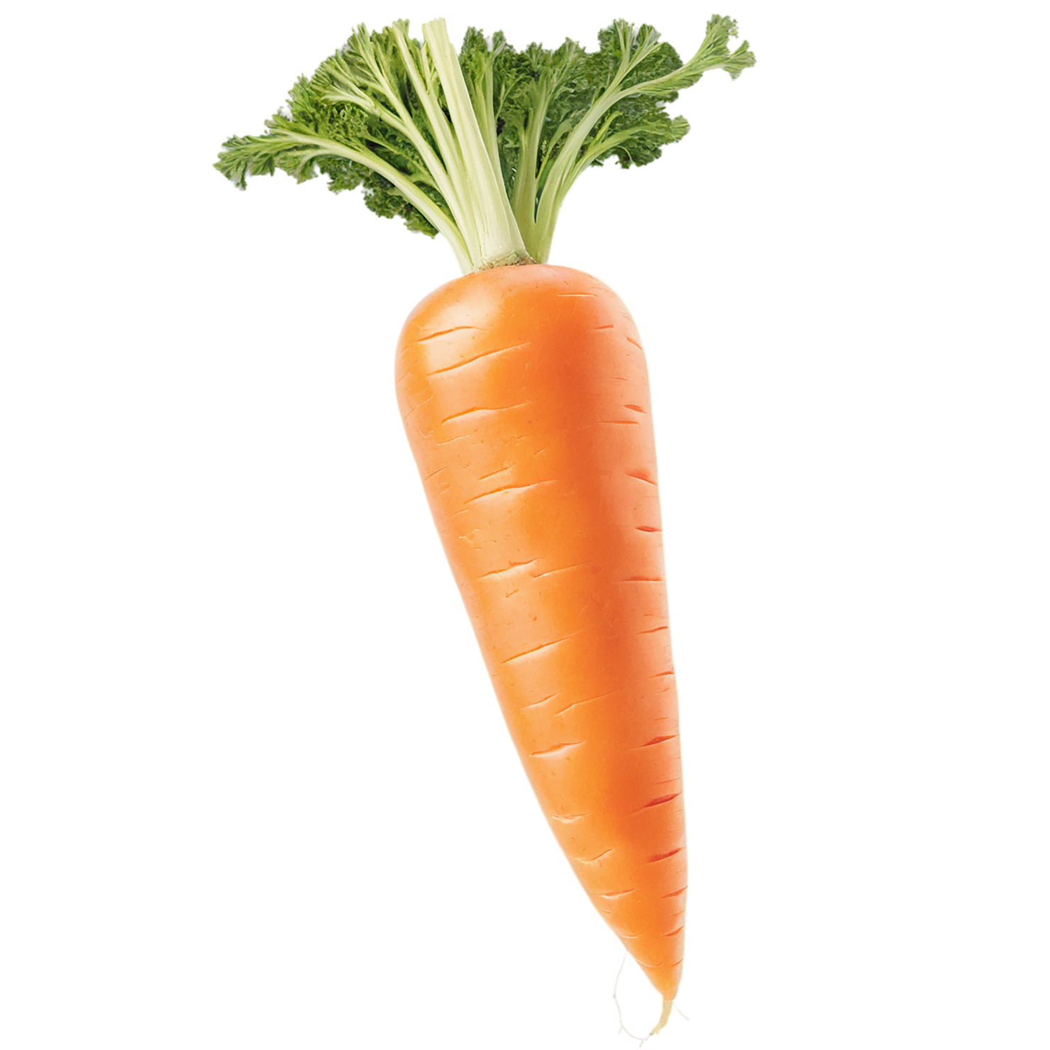 Carrot vegetables isolated on transparent background #10899