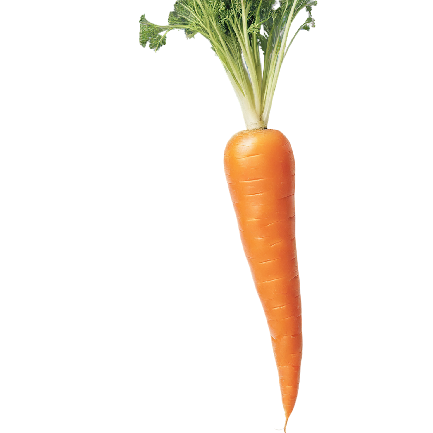 Carrot vegetables isolated on transparent background #10903