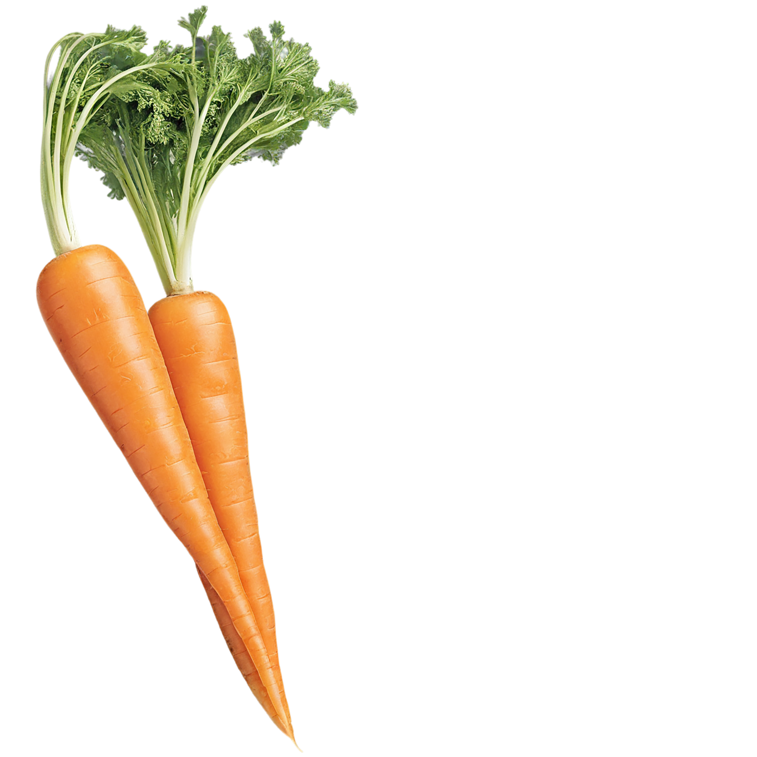 Carrot vegetables isolated on transparent background #10906