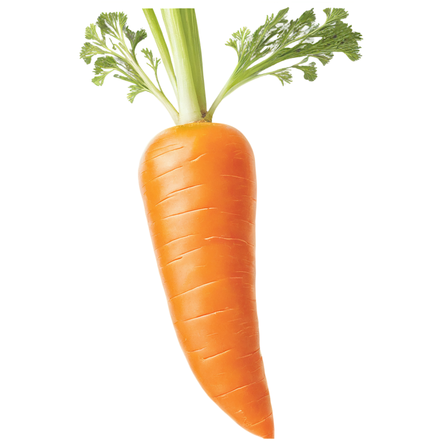 Carrot vegetables isolated on transparent background #10909
