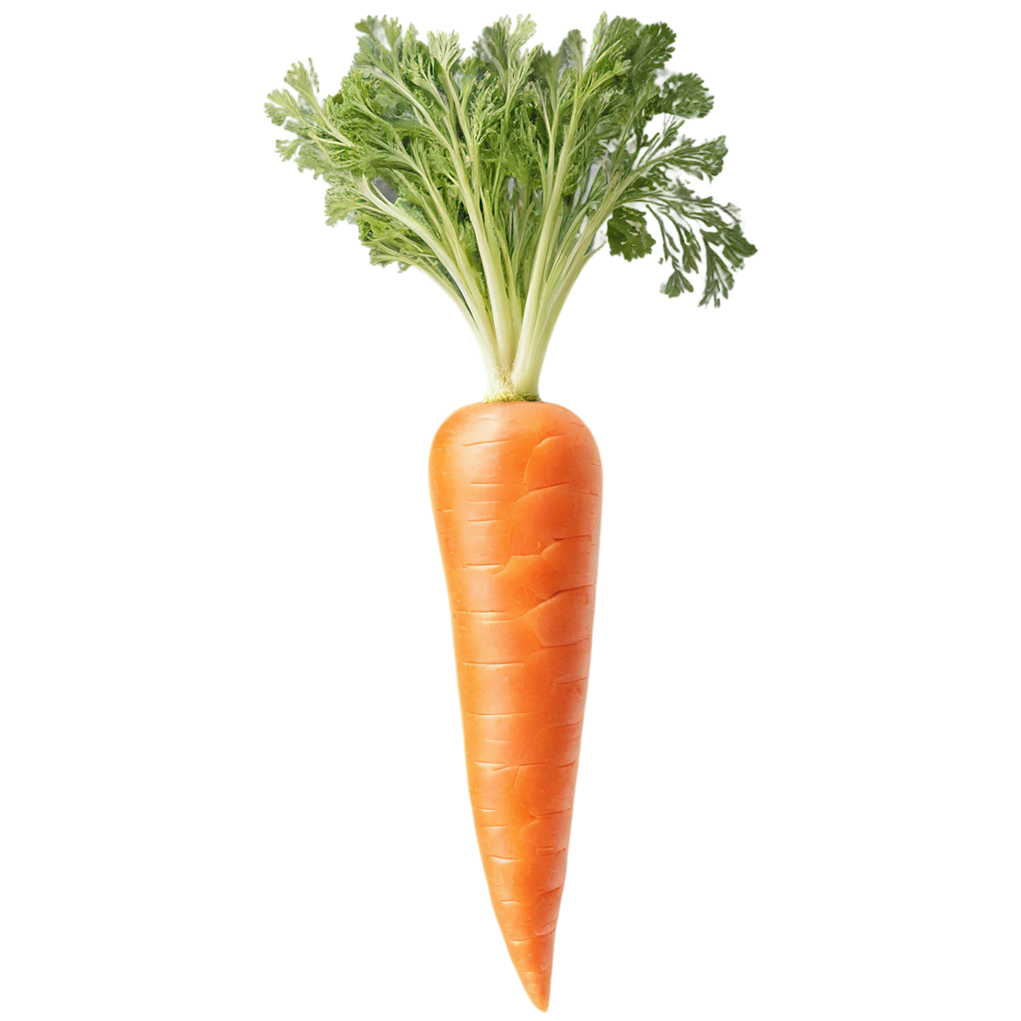 Carrot vegetables isolated on transparent background #10911