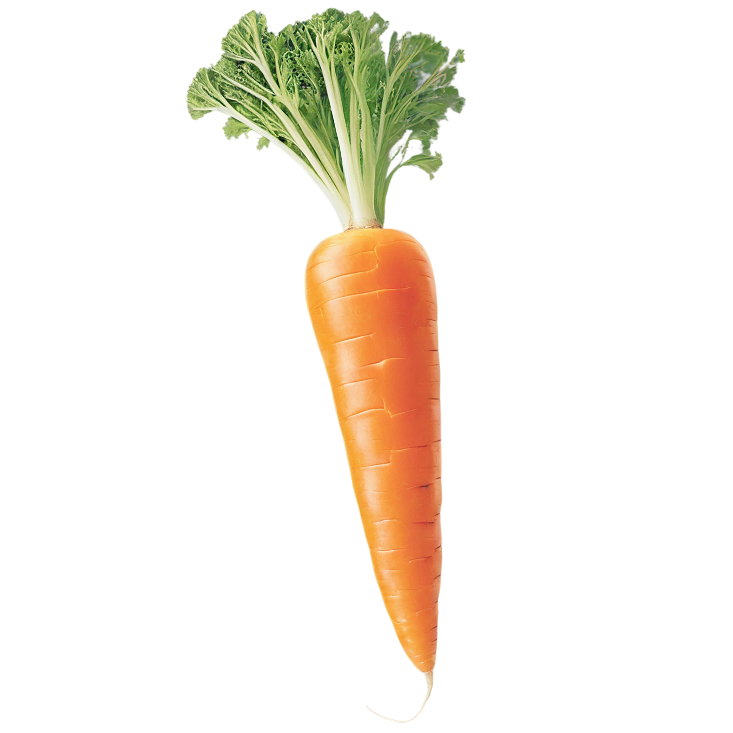 Carrot vegetables isolated on transparent background #10915
