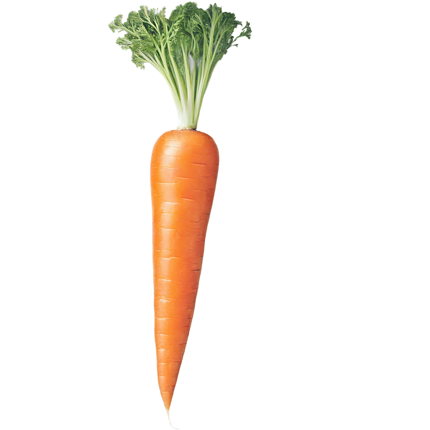Carrot vegetables isolated on transparent background #10920
