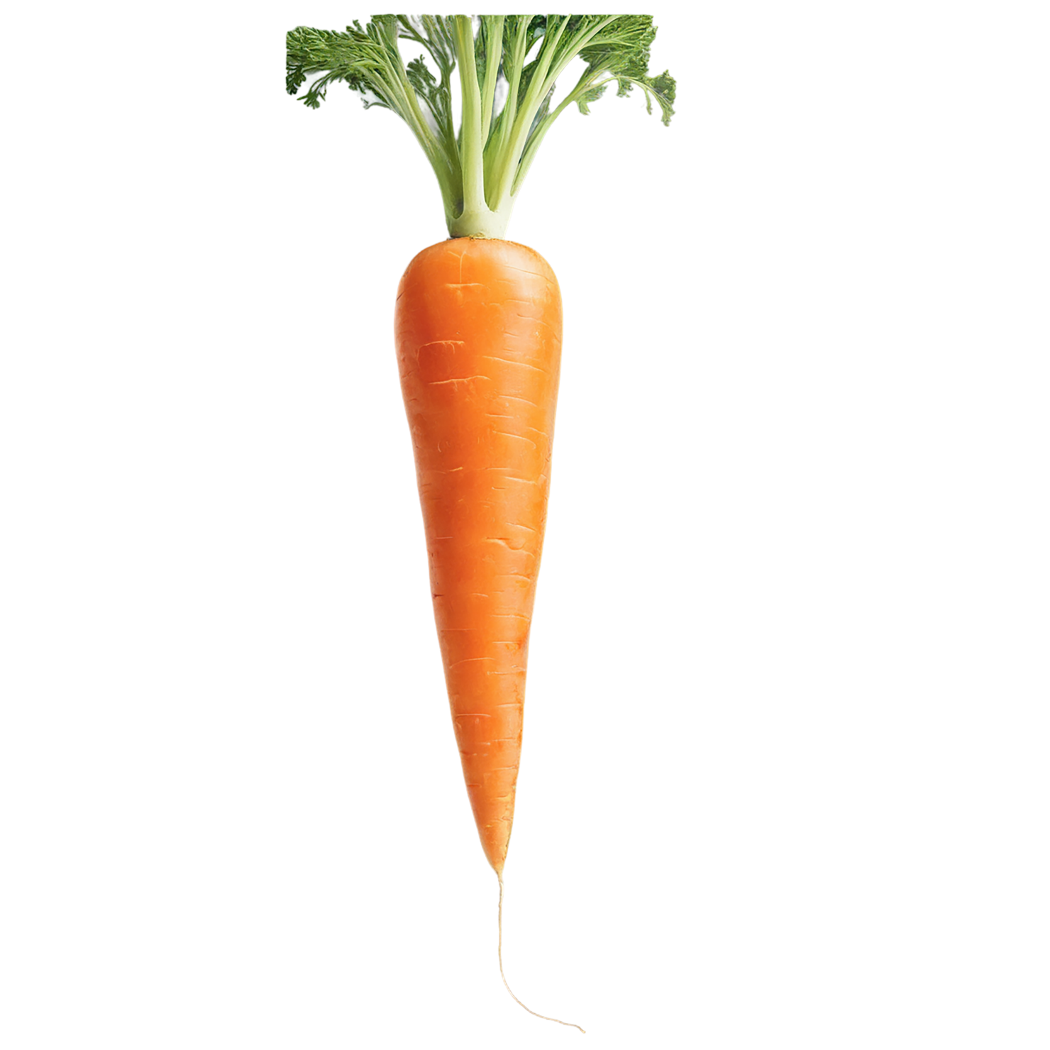 Carrot vegetables isolated on transparent background #10927
