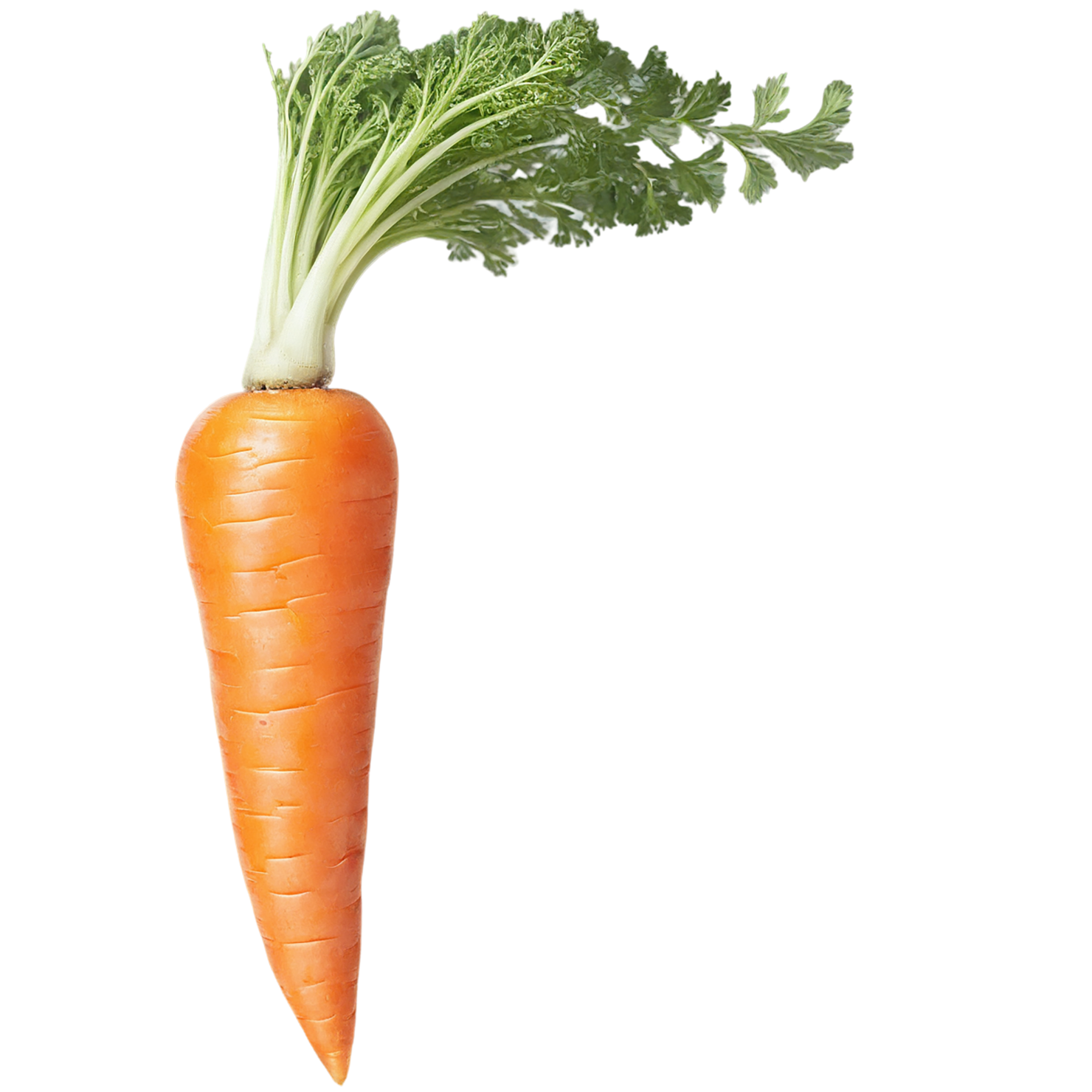 Carrot vegetables isolated on transparent background #10930