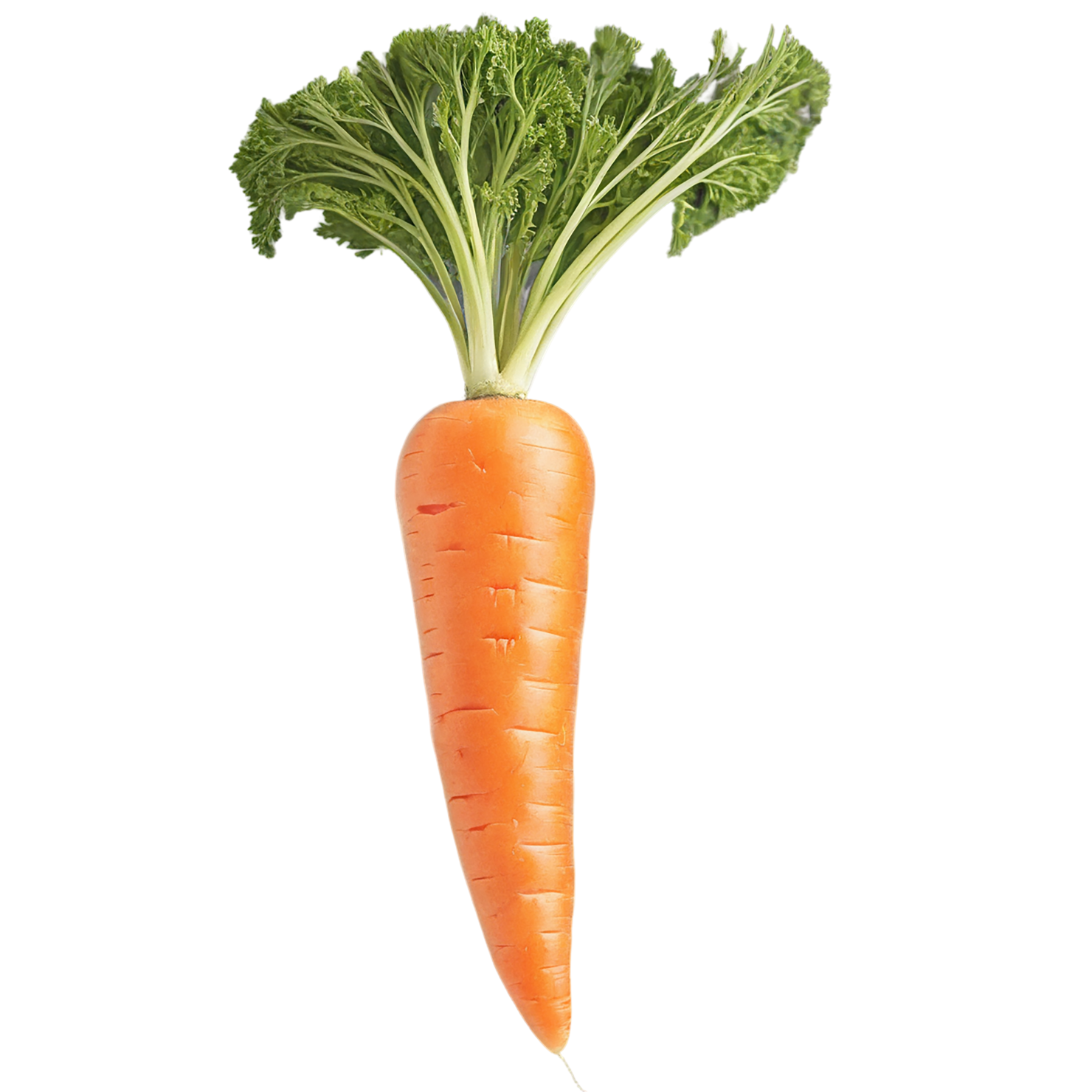Carrot vegetables isolated on transparent background #10935