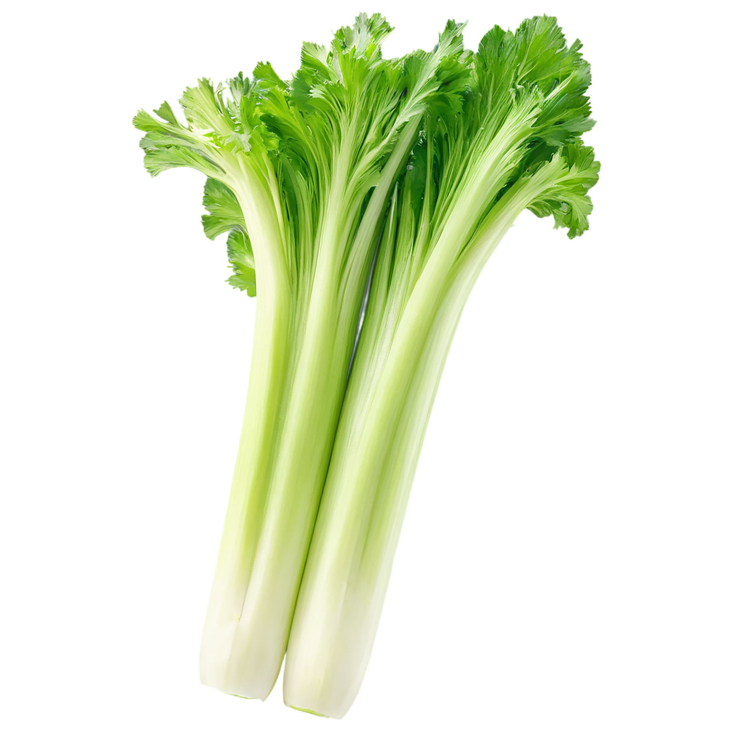 Celery vegetables isolated on transparent background #11054