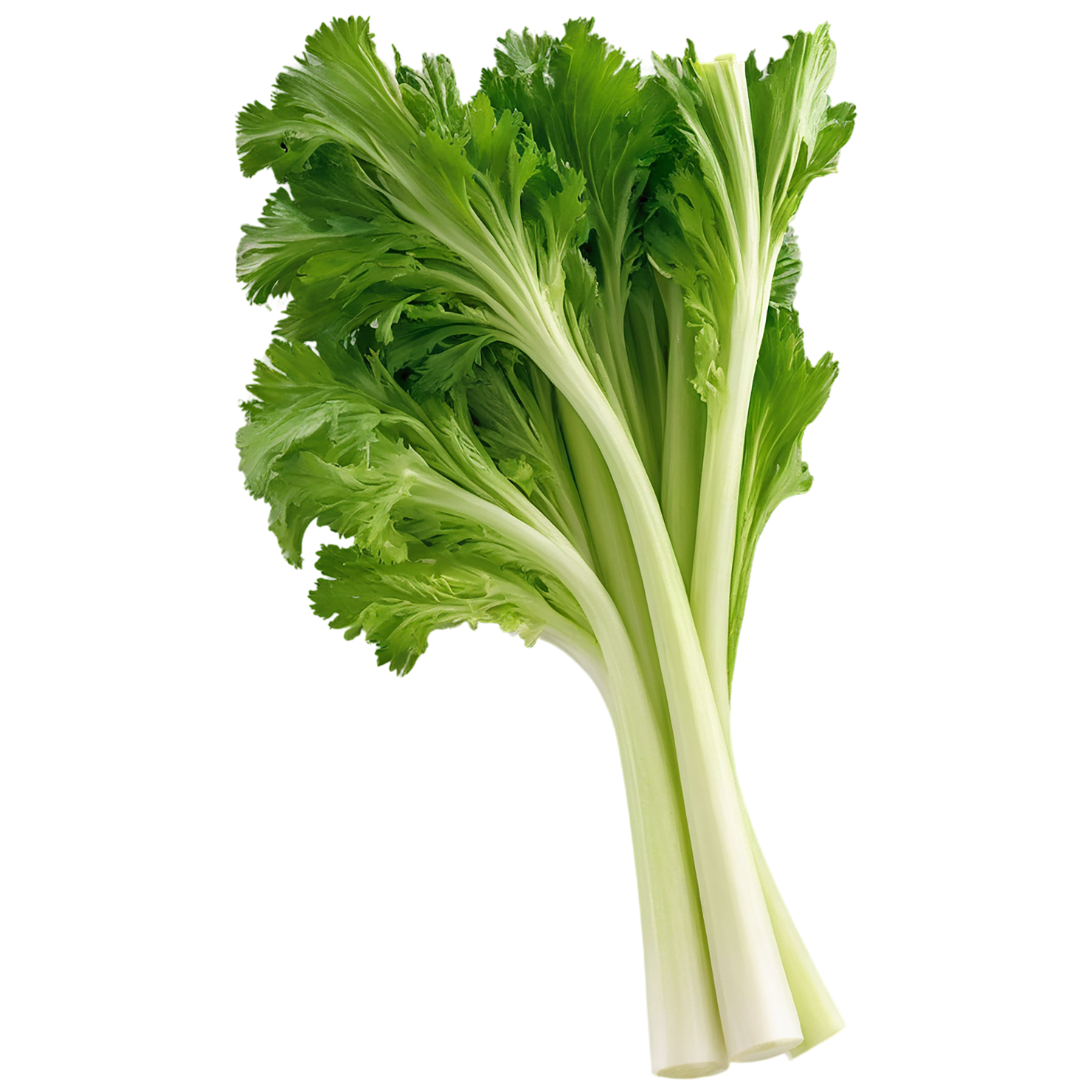 Celery vegetables isolated on transparent background #11056