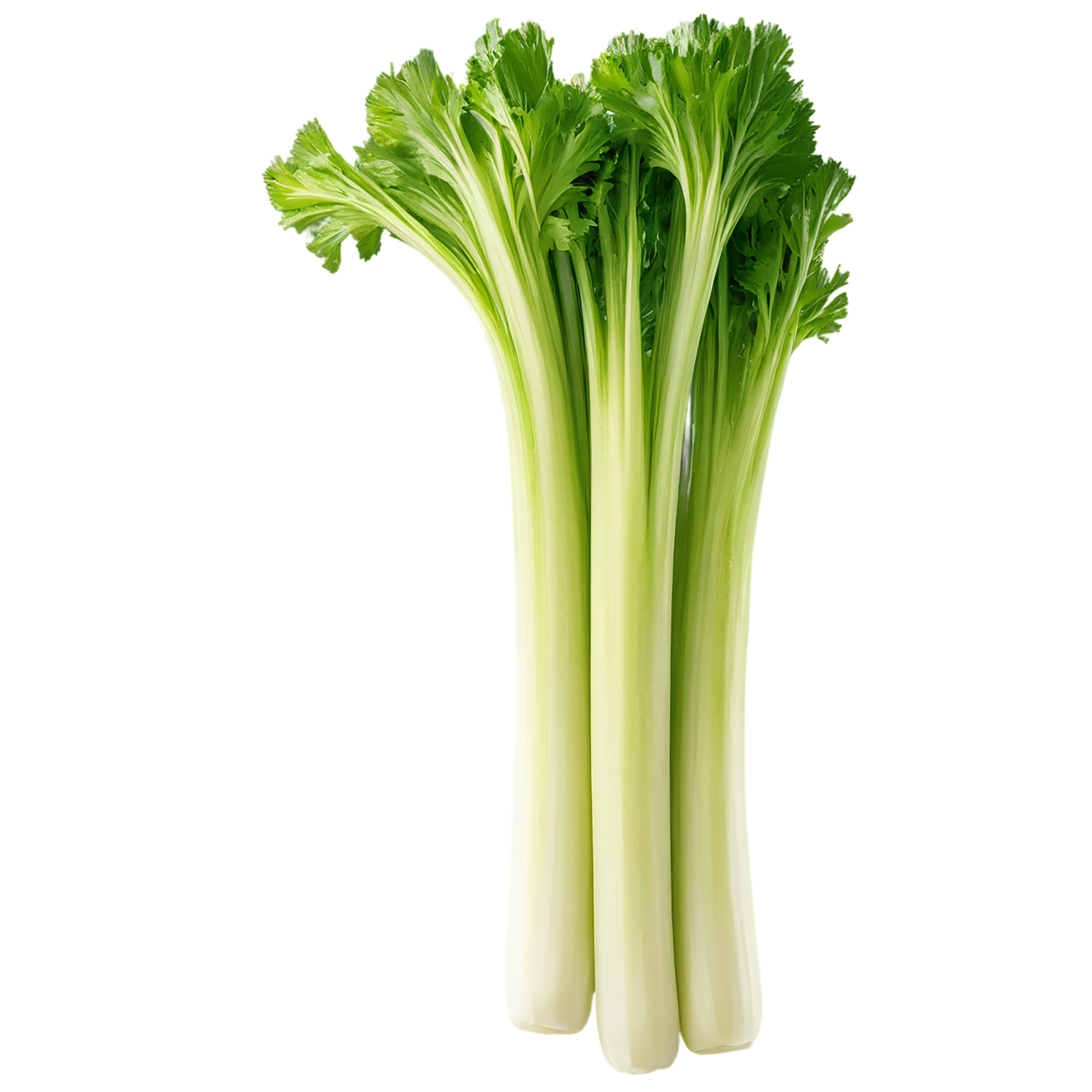 Celery vegetables isolated on transparent background #11057