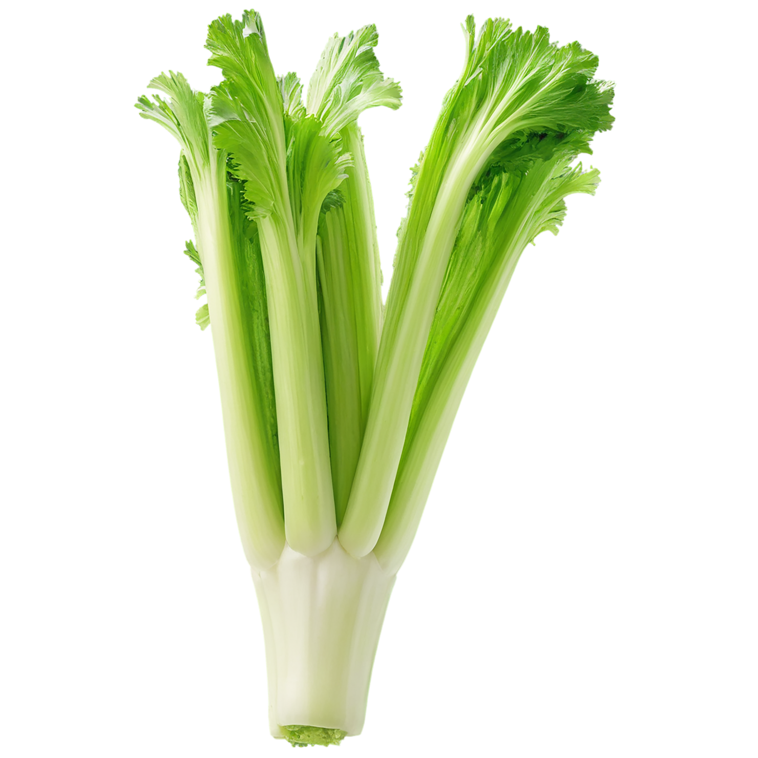 Celery vegetables isolated on transparent background #11058