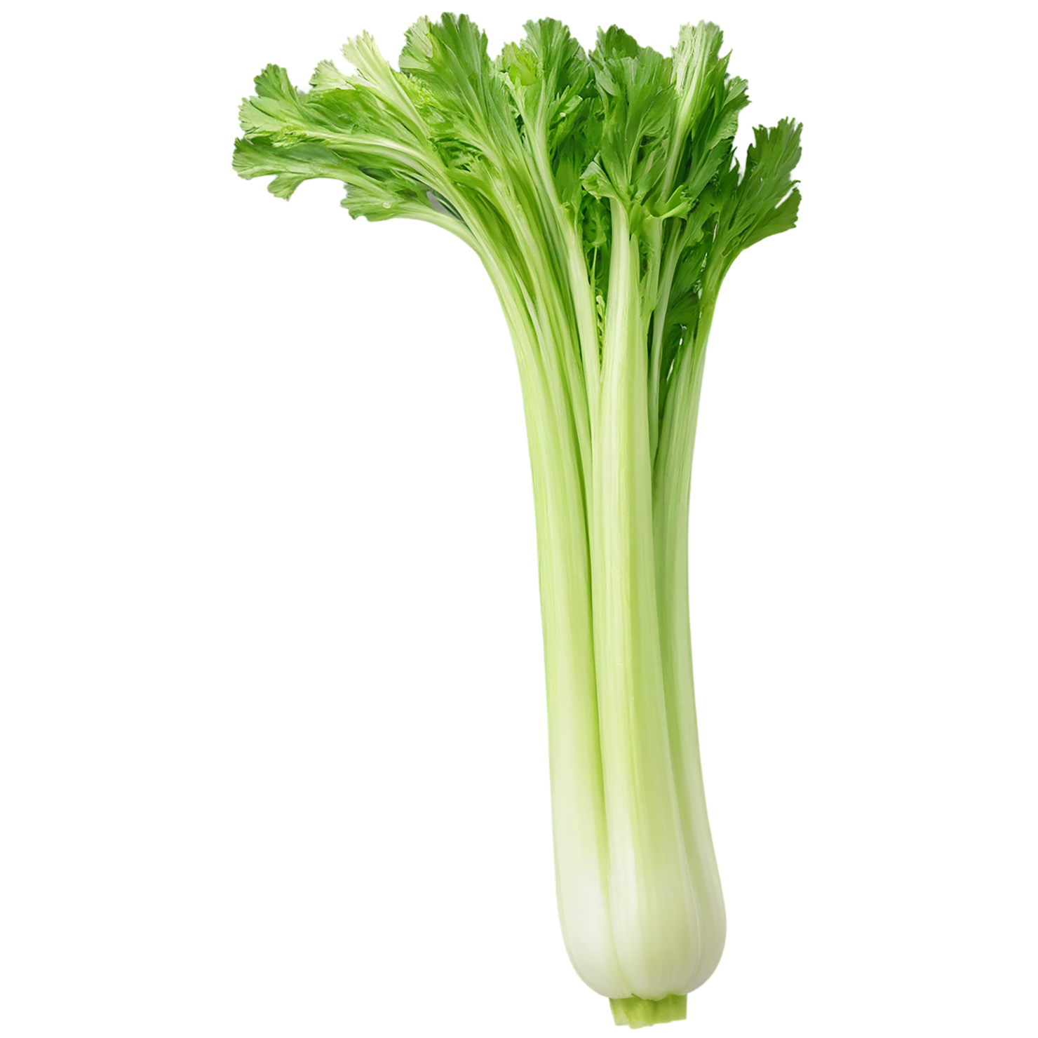 Celery vegetables isolated on transparent background #11059