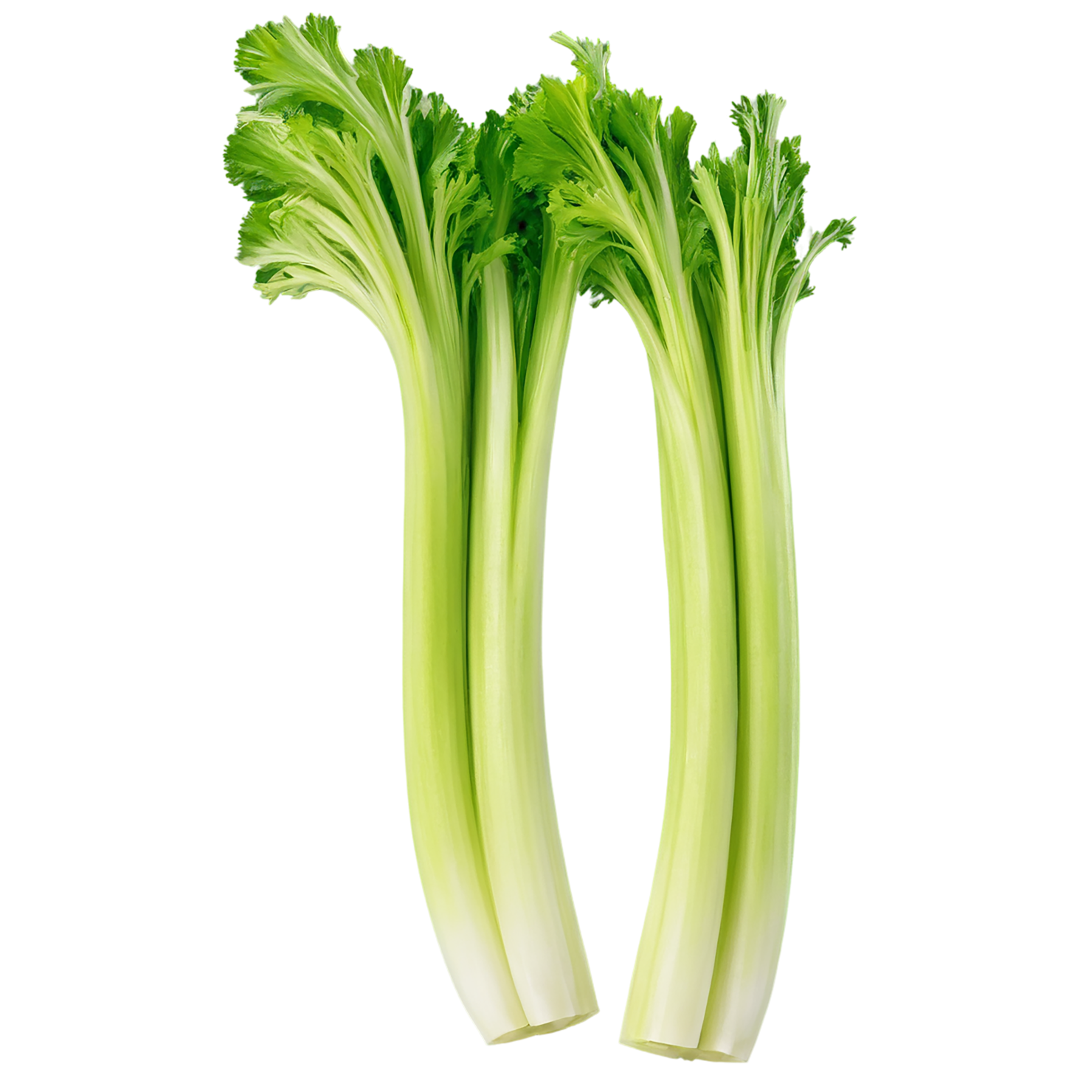 Celery vegetables isolated on transparent background #11061