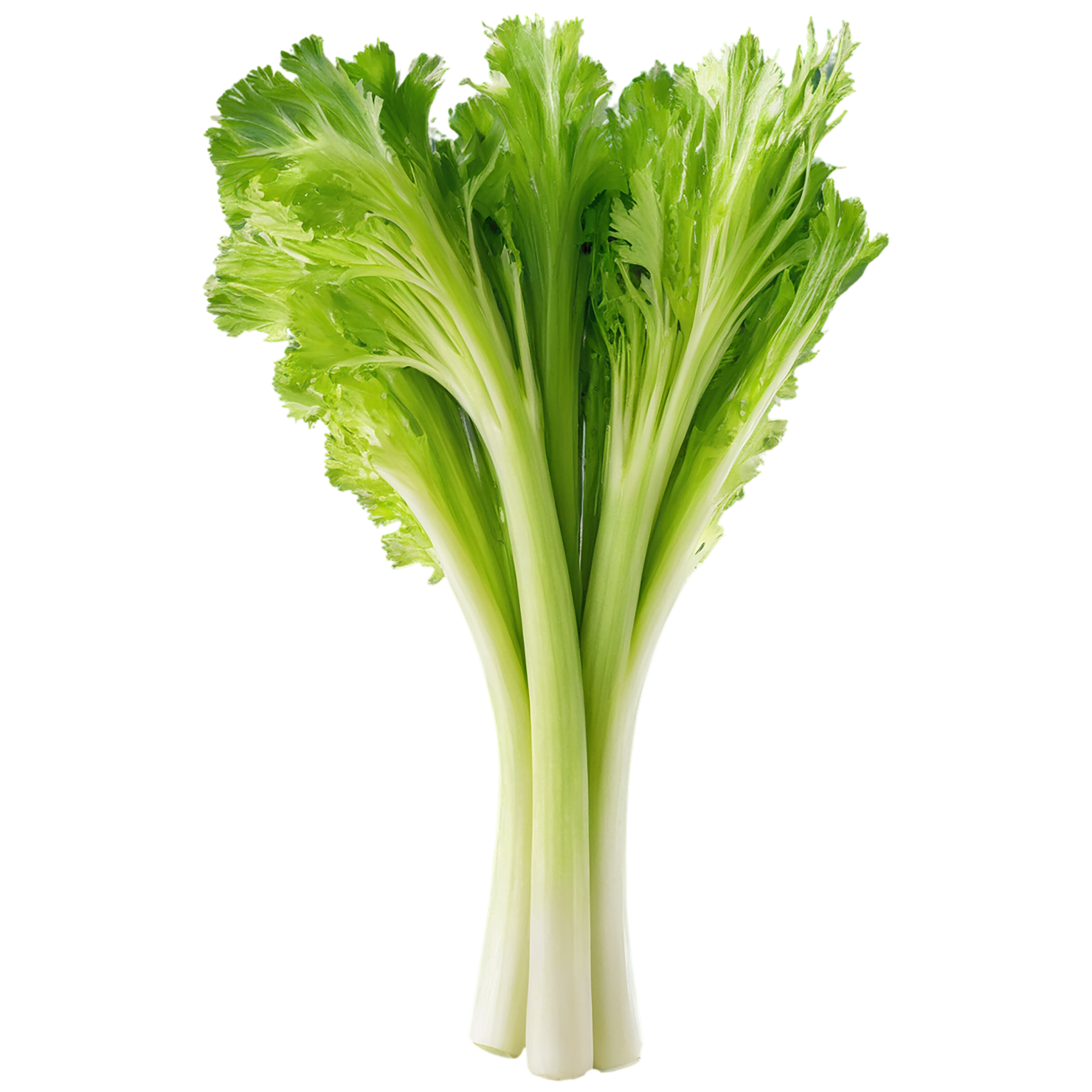 Celery vegetables isolated on transparent background #11066