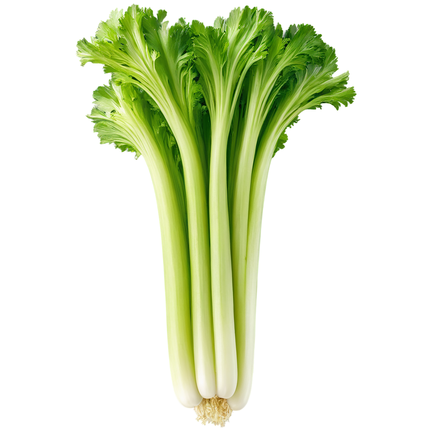 Celery vegetables isolated on transparent background #11077