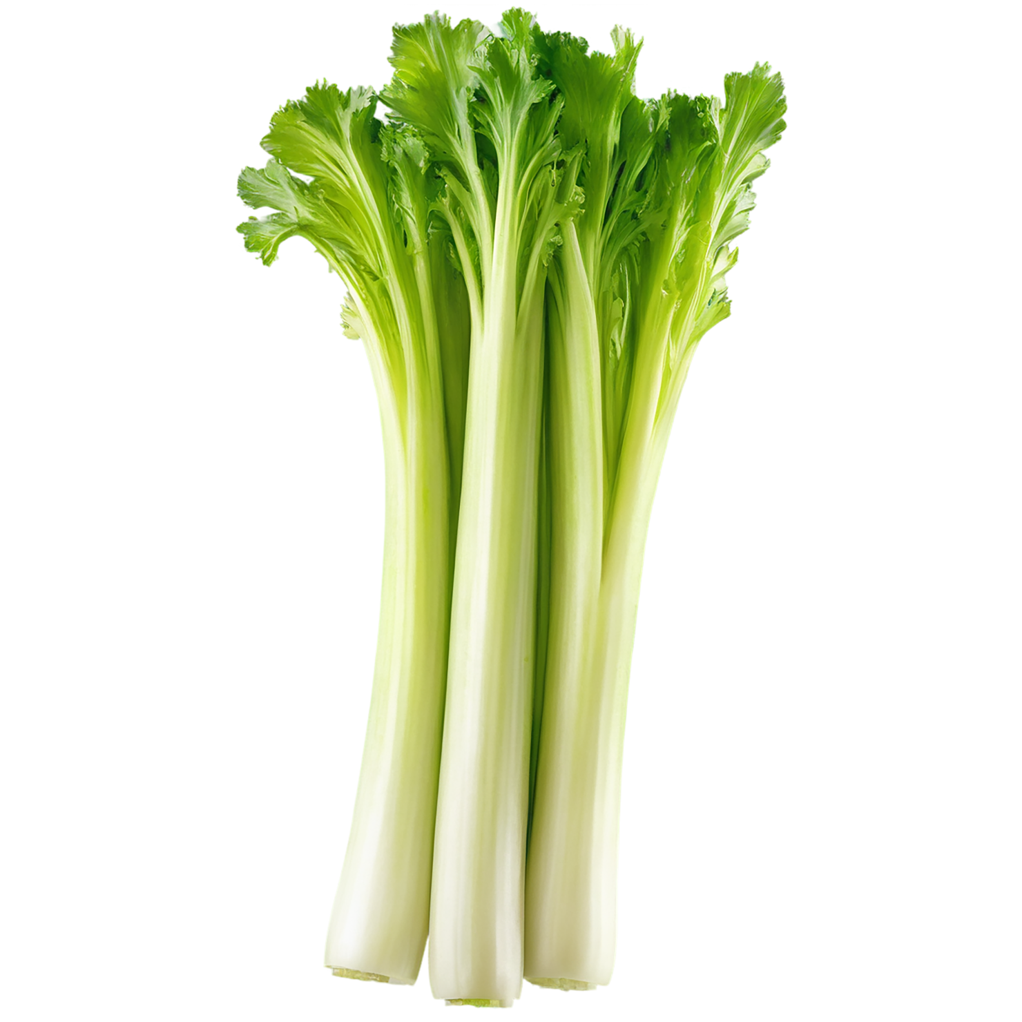 Celery vegetables isolated on transparent background #11078