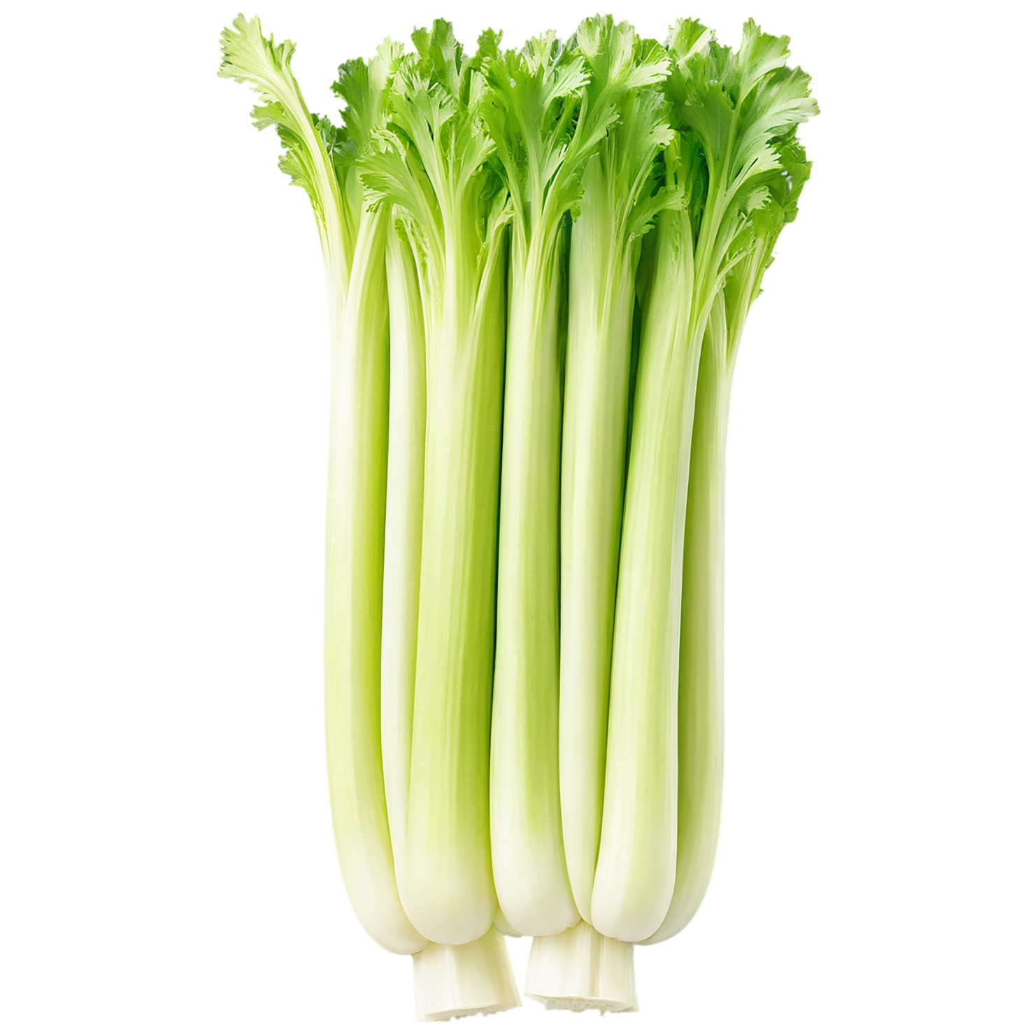 Celery vegetables isolated on transparent background #11087