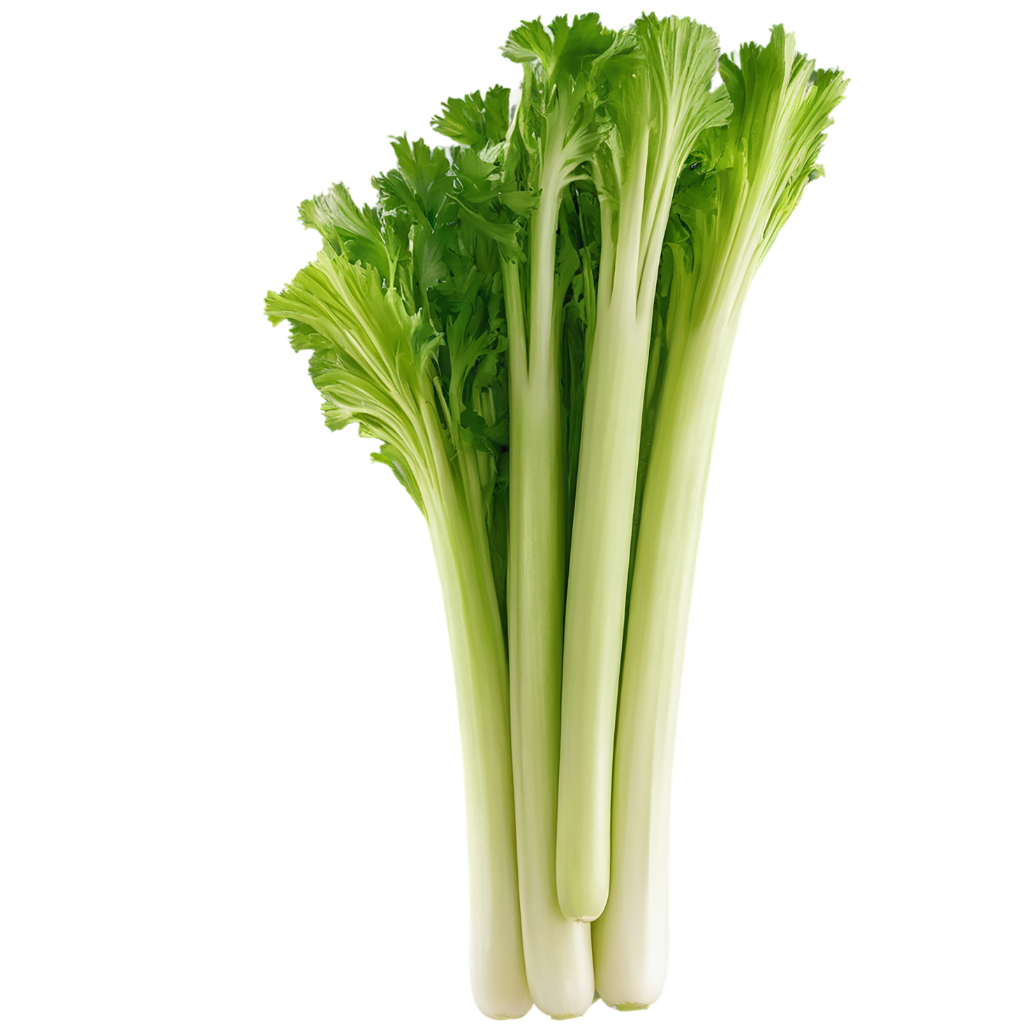 Celery vegetables isolated on transparent background #11104